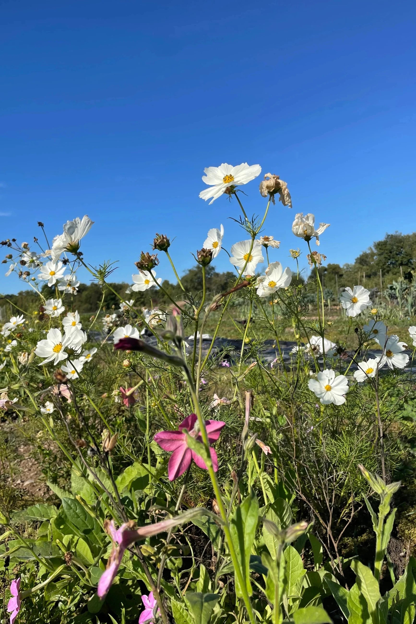 flower image by Hudson Valley Seeds as part of the Midnight Garden Flower Mix Seeds. ©Hudson Valley Seed Co.