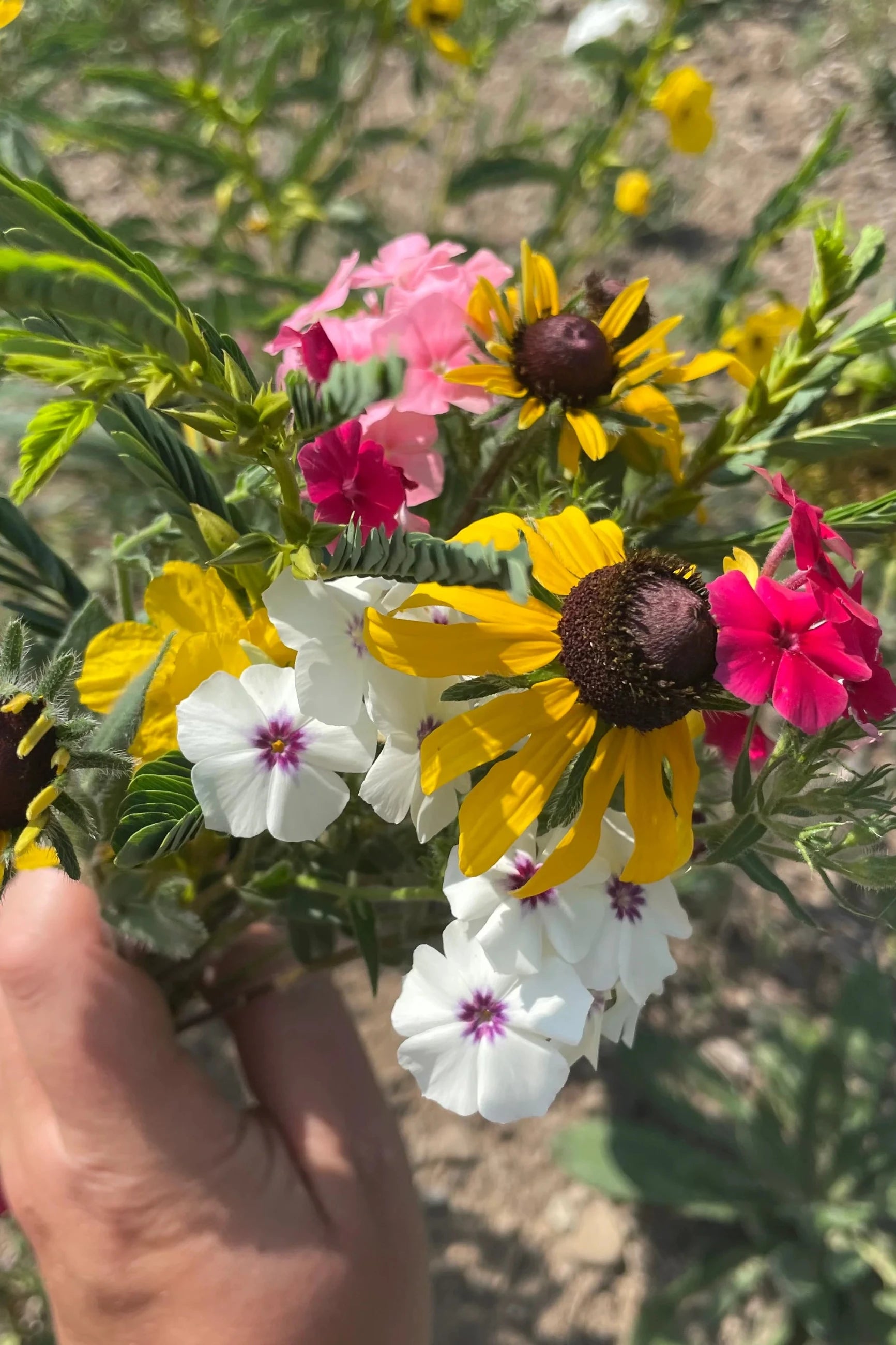 Image of flowers that are contained in Hudson Valley Seeds For the Birds Art Pack. ©Hudson Valley Seed Co.
