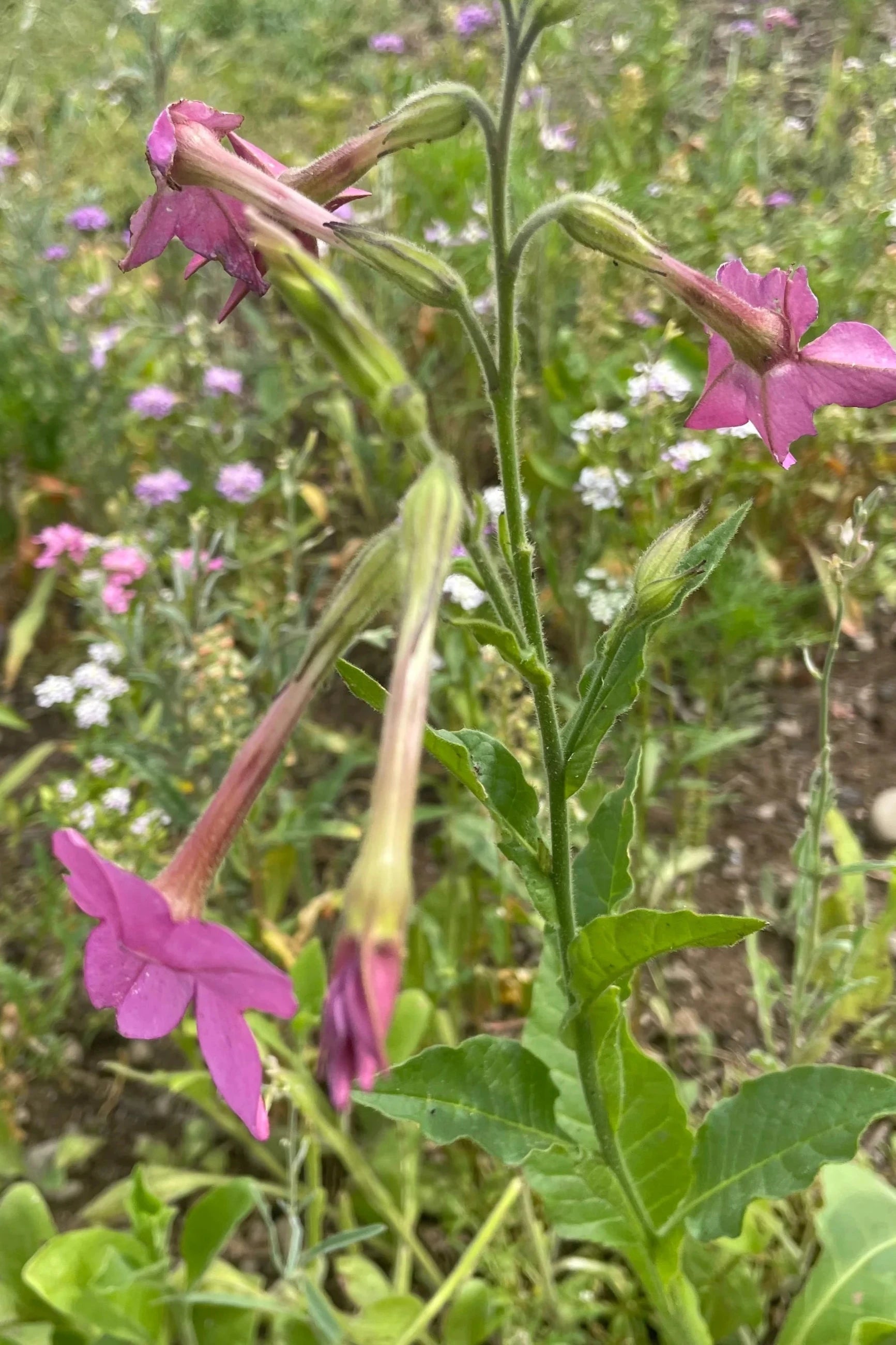 flower image by Hudson Valley Seeds as part of the Midnight Garden Flower Mix Seeds. ©Hudson Valley Seed Co.