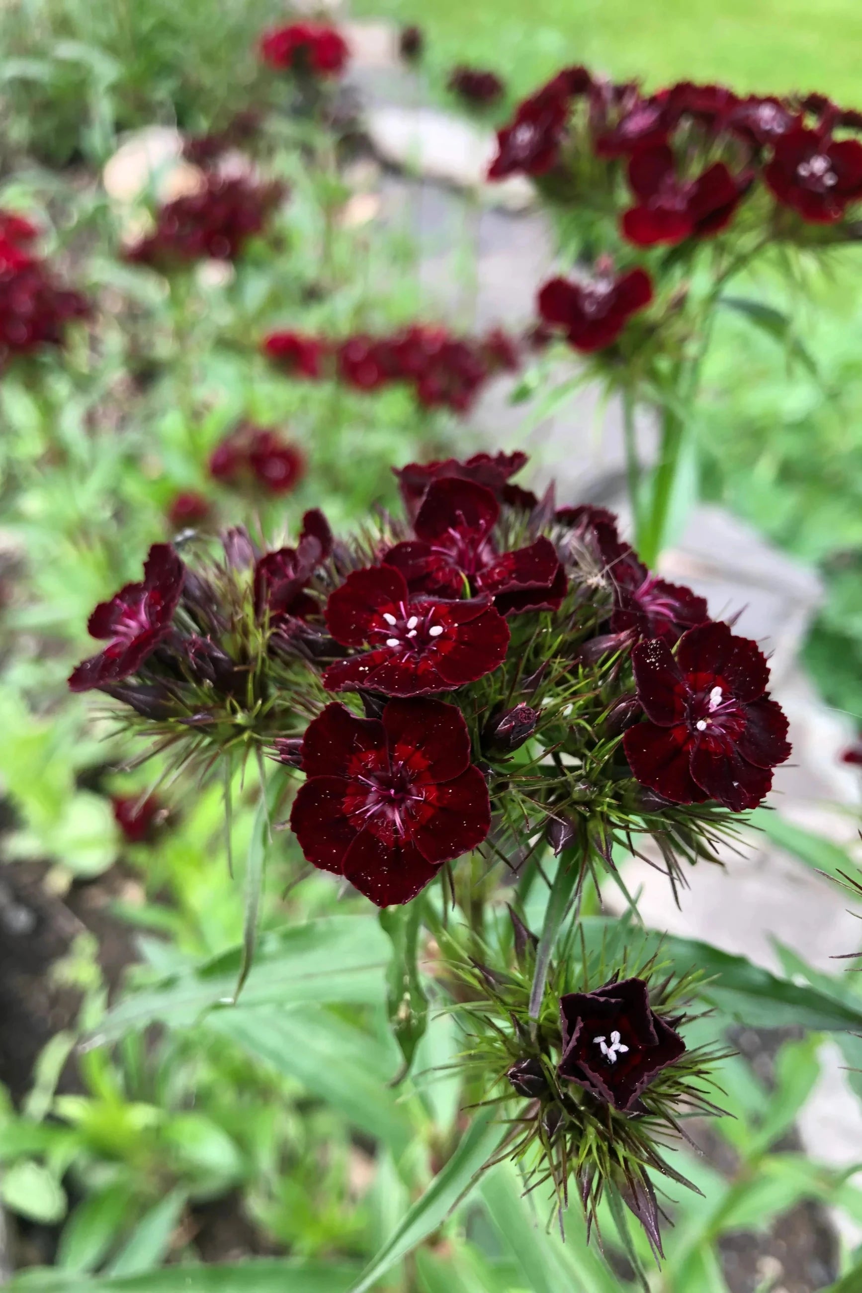black flower seed mix Goth Garden Flower Mix Art Pack