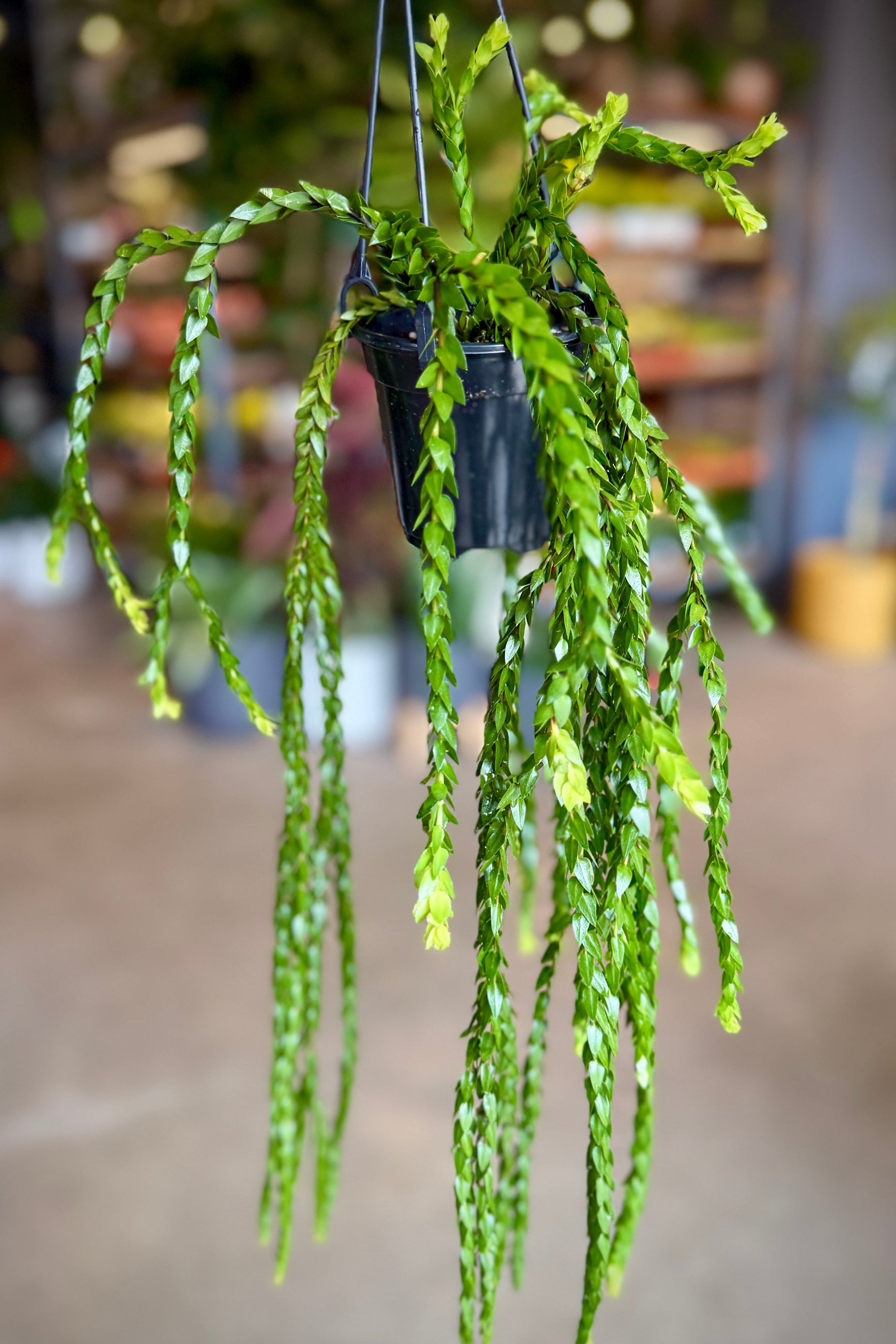 Hanging green Phlegmariurus carinata 4" plant in a pot against a blurred indoor background ˙©Sprout Home