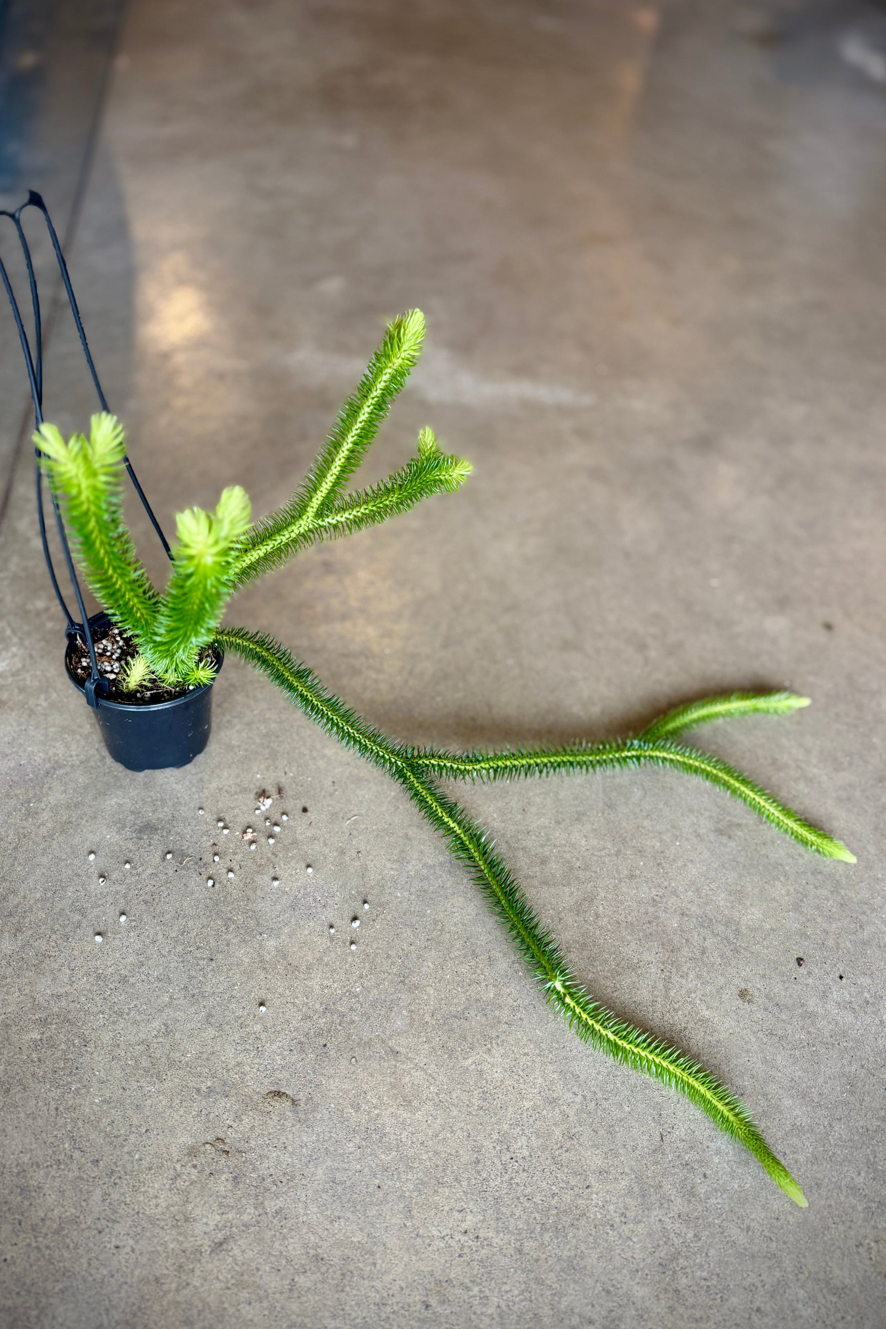 Potted Phlegmariurus squarrosus plant with long, thin leaves on a concrete floor ©Sprout Home