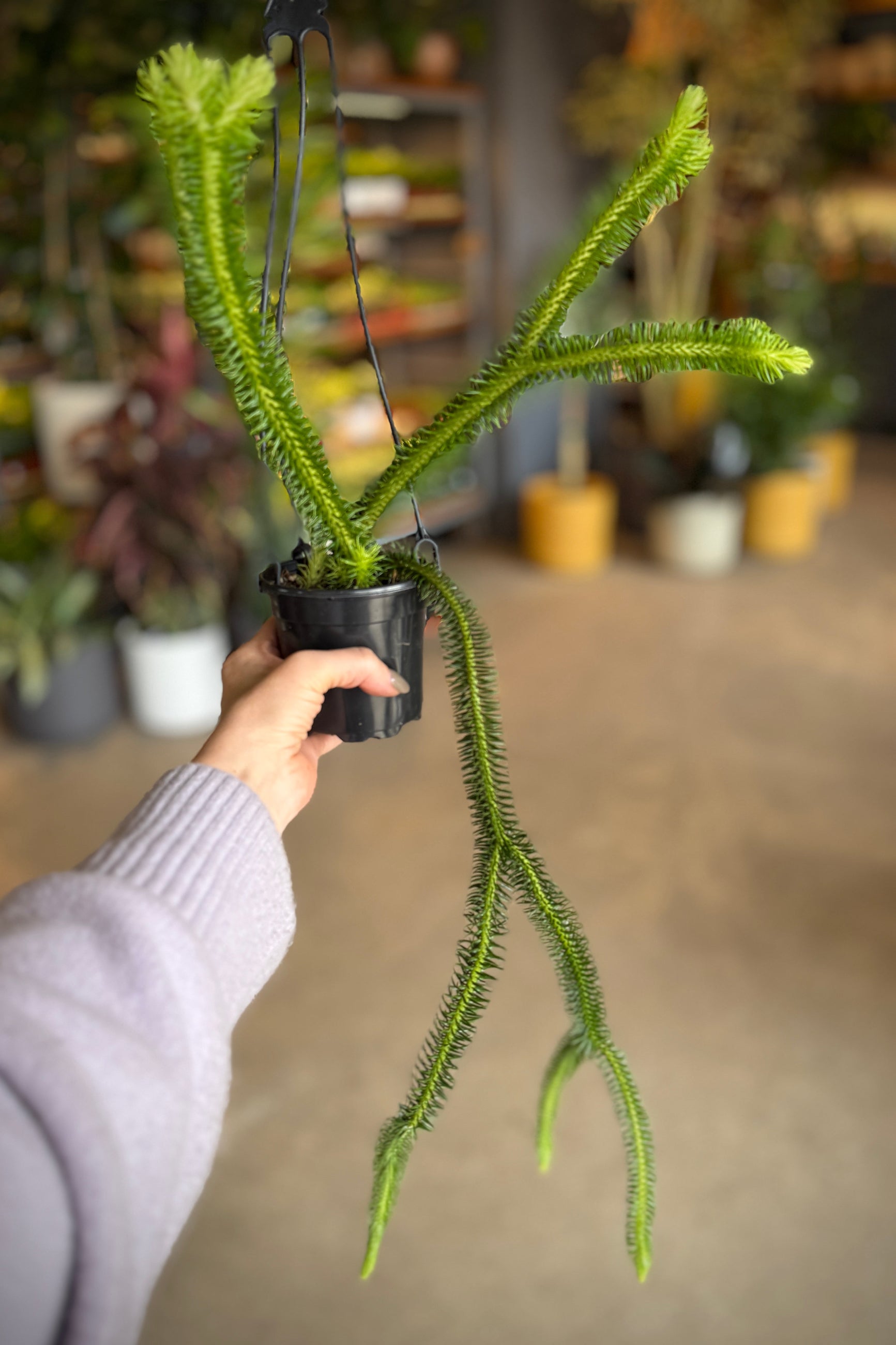 Person holding a potted Phlegmariurus squarrosus green plant with a blurred indoor background ©Sprout Home