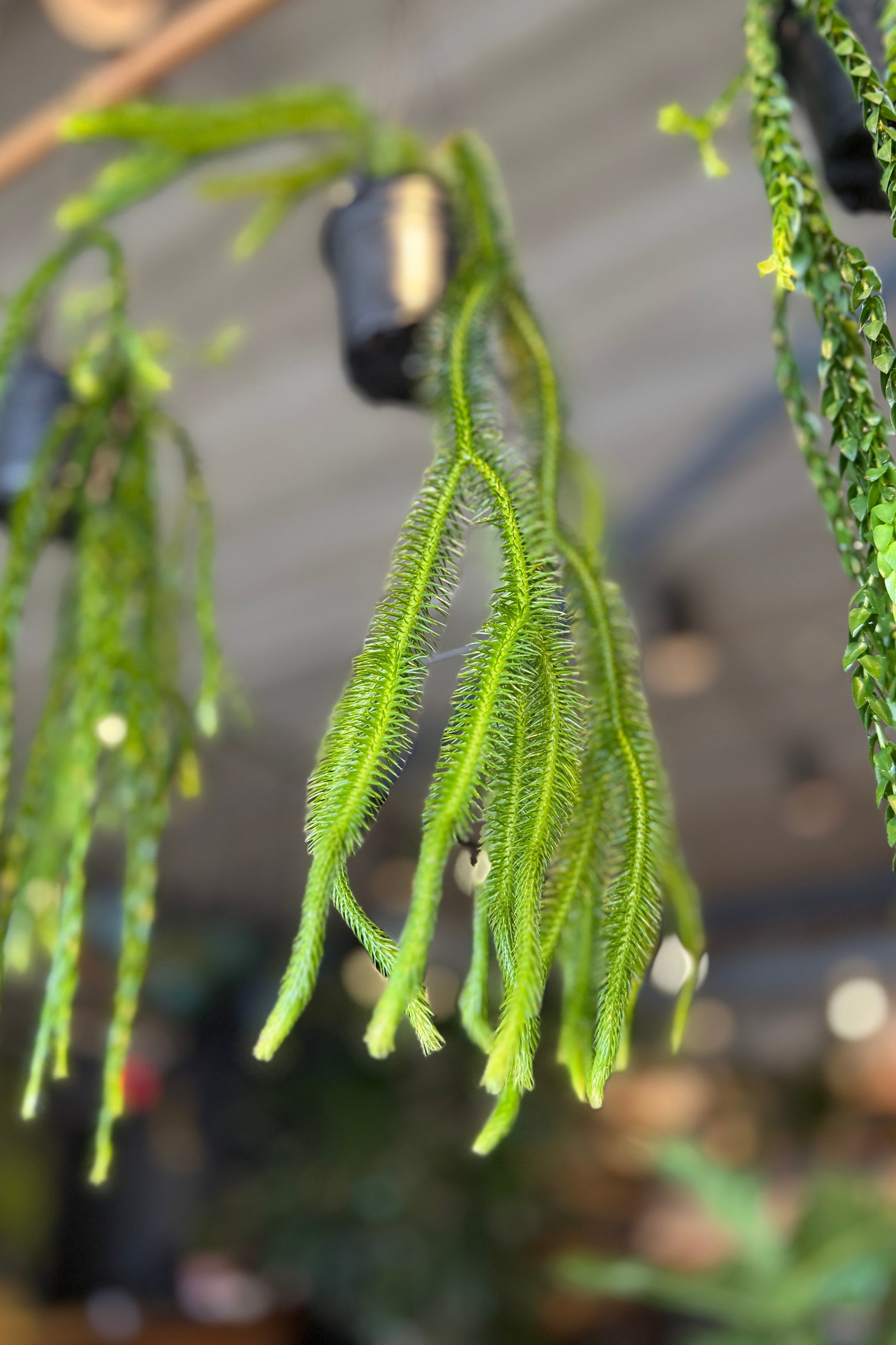 Close-up of a hanging Phlegmariurus squarrosus green plant with a blurred indoor background Sprout Home