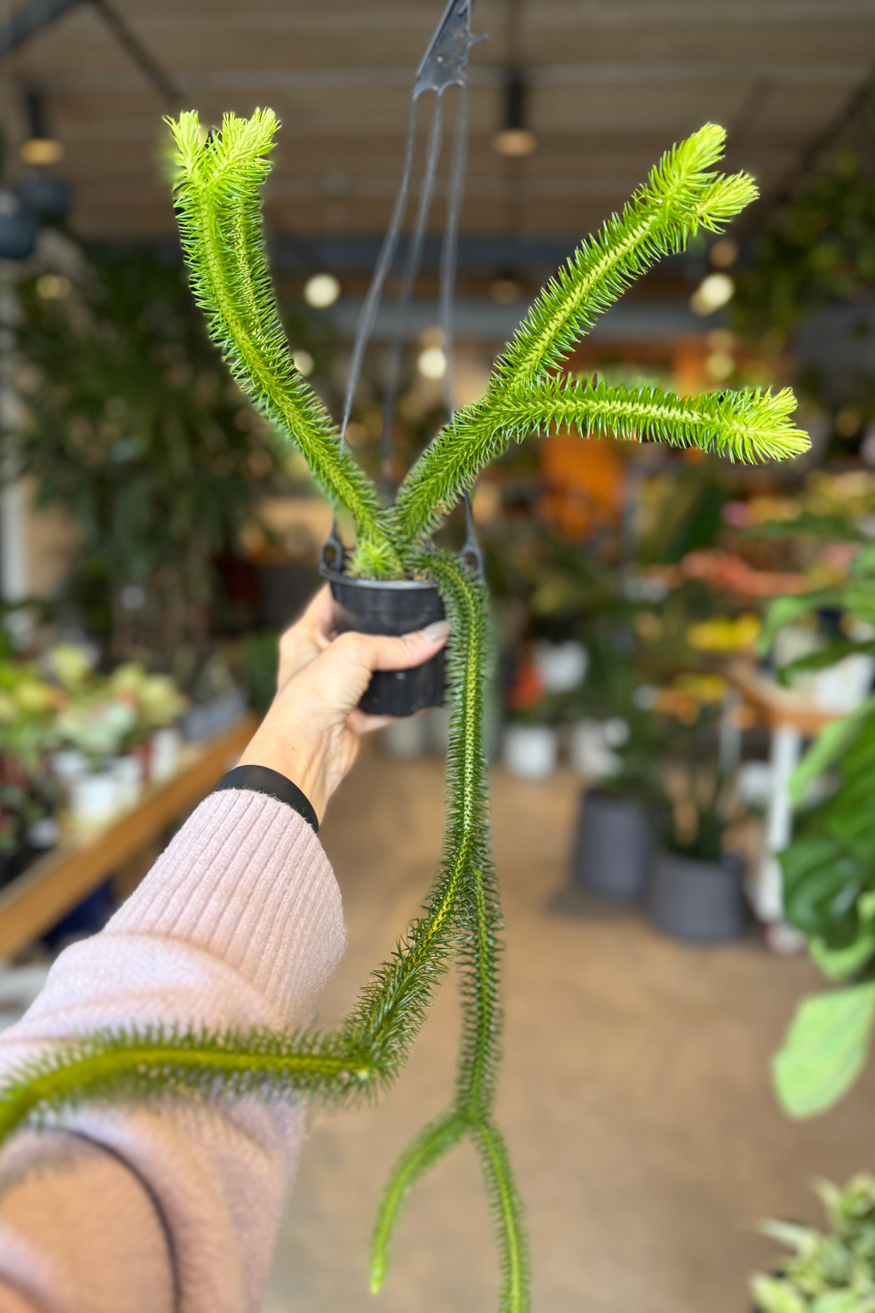 Person holding a unique Phlegmariurus squarrosus green plant with a blurred indoor setting ©Sprout Home