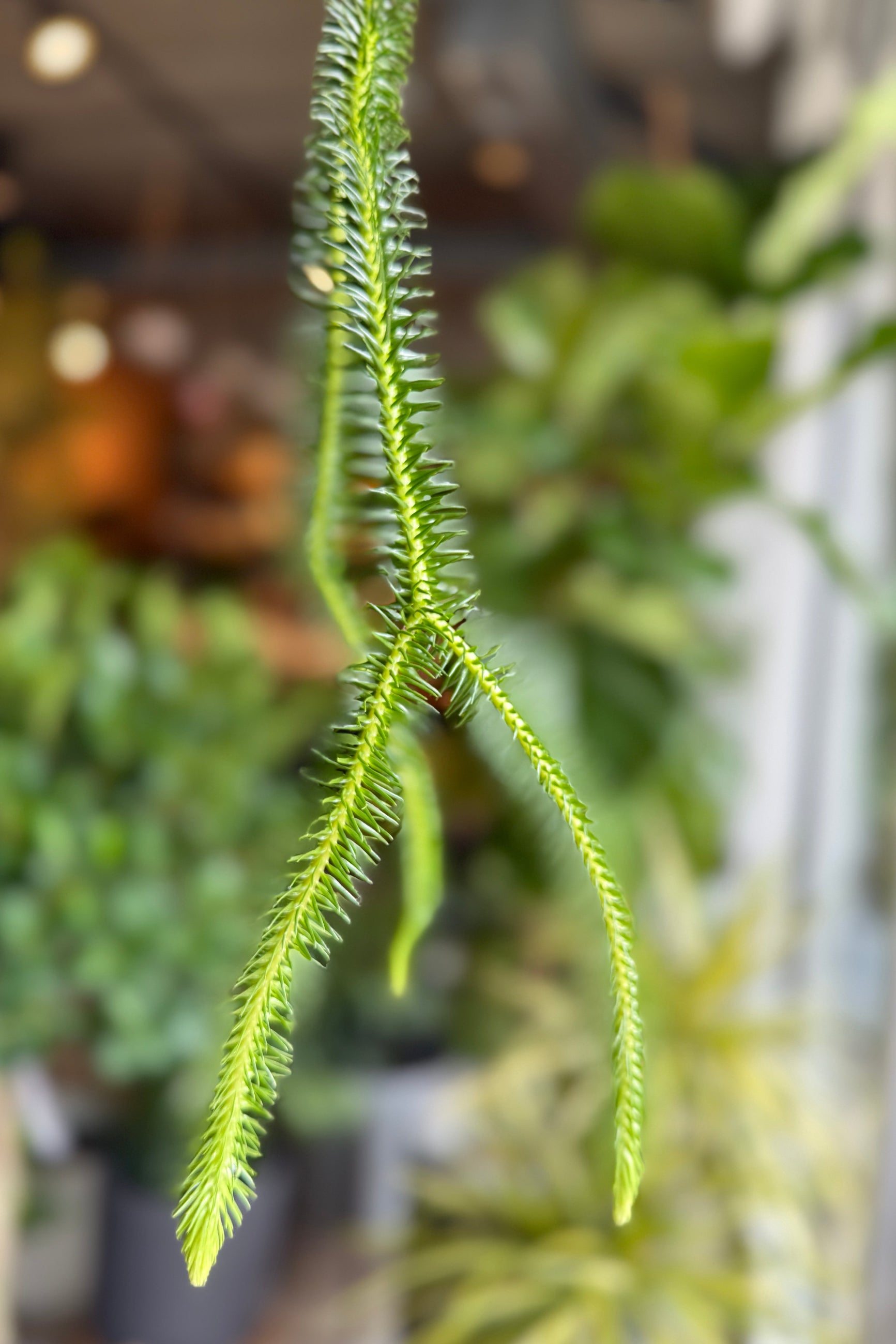 Close-up of a green Phlegmariurus squarrosus plant with a blurred indoor setting ©Sprout Home
