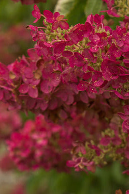 Close-up of Hydrangea p. 'Berry White' vibrant pink flowers with green leaves in the background ©Bailey Nurseries