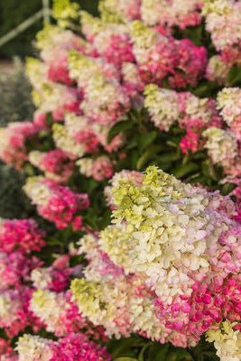 Colorful Hydrangea p. 'Berry White' hydrangea flowers in pink, white, and green. ©Bailey Nurseries