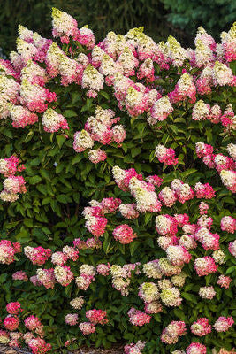 mature Hydrangea p. 'Berry White' Bush with pink and white flowers in a garden setting ©Bailey Nurseries