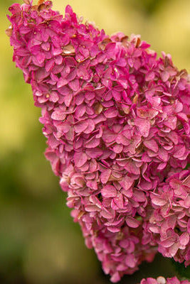 Close-up of Hydrangea p. 'Berry White' pink hydrangea flowers with a blurred green background ©Bailey Nurseries