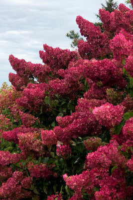 mature Hydrangea p. 'Berry White' Bush with pink flowers against a cloudy sky ©Bailey Nurseries