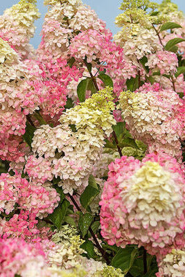 Cluster of Hydrangea p. 'Berry White' pink and white flowers with green leaves against a clear blue sky. ©Bailey Nurseries