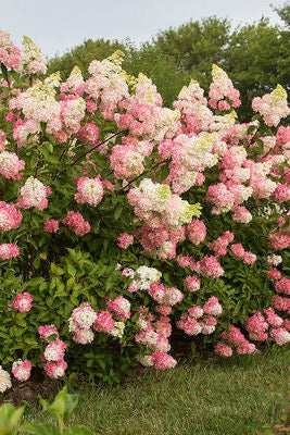 a mature Hydrangea p. 'Berry White' Blossoming pink and white shrub in a garden setting with trees in the background. ©Bailey Nurseries