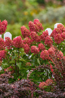 Hydrangea p. 'Berry White' Bush with pink and red flowers in a garden setting ©Bailey Nurseries