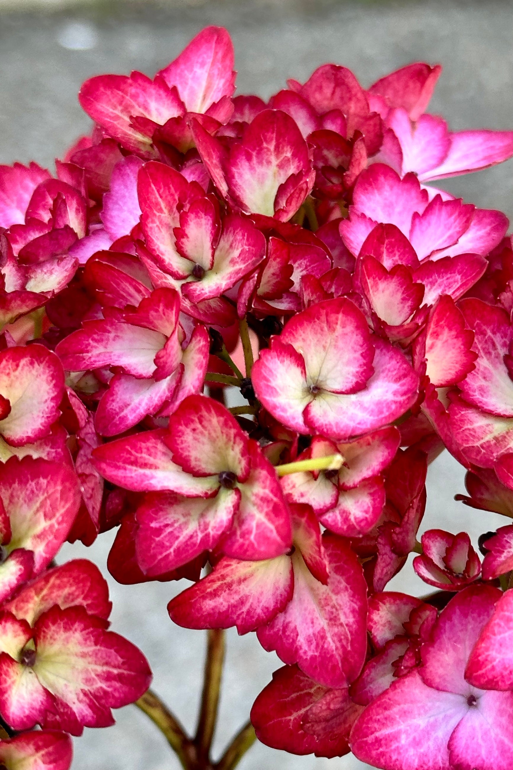 A detail of the rose red with cream centered flowers of the Hydrangea 'Eclipse' the end of April in the Sprout Home yard. ©Sprout Home