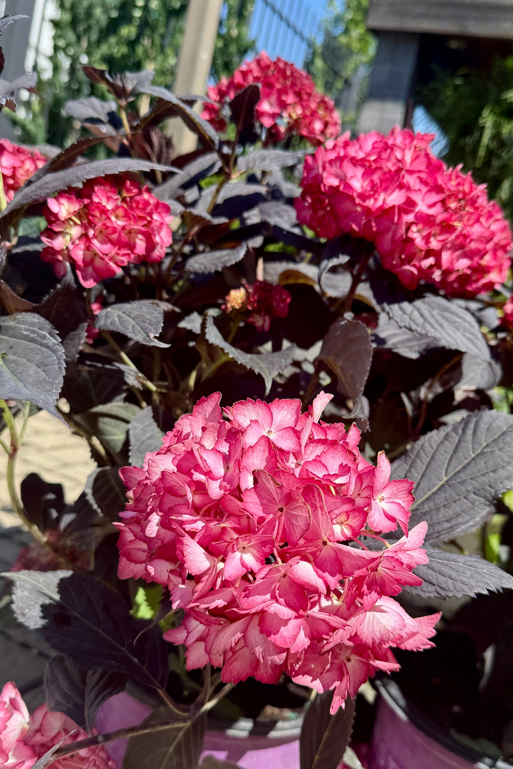 Hydrangea m. 'Eclipse' in bloom and up close the end of June ©Sprout Home