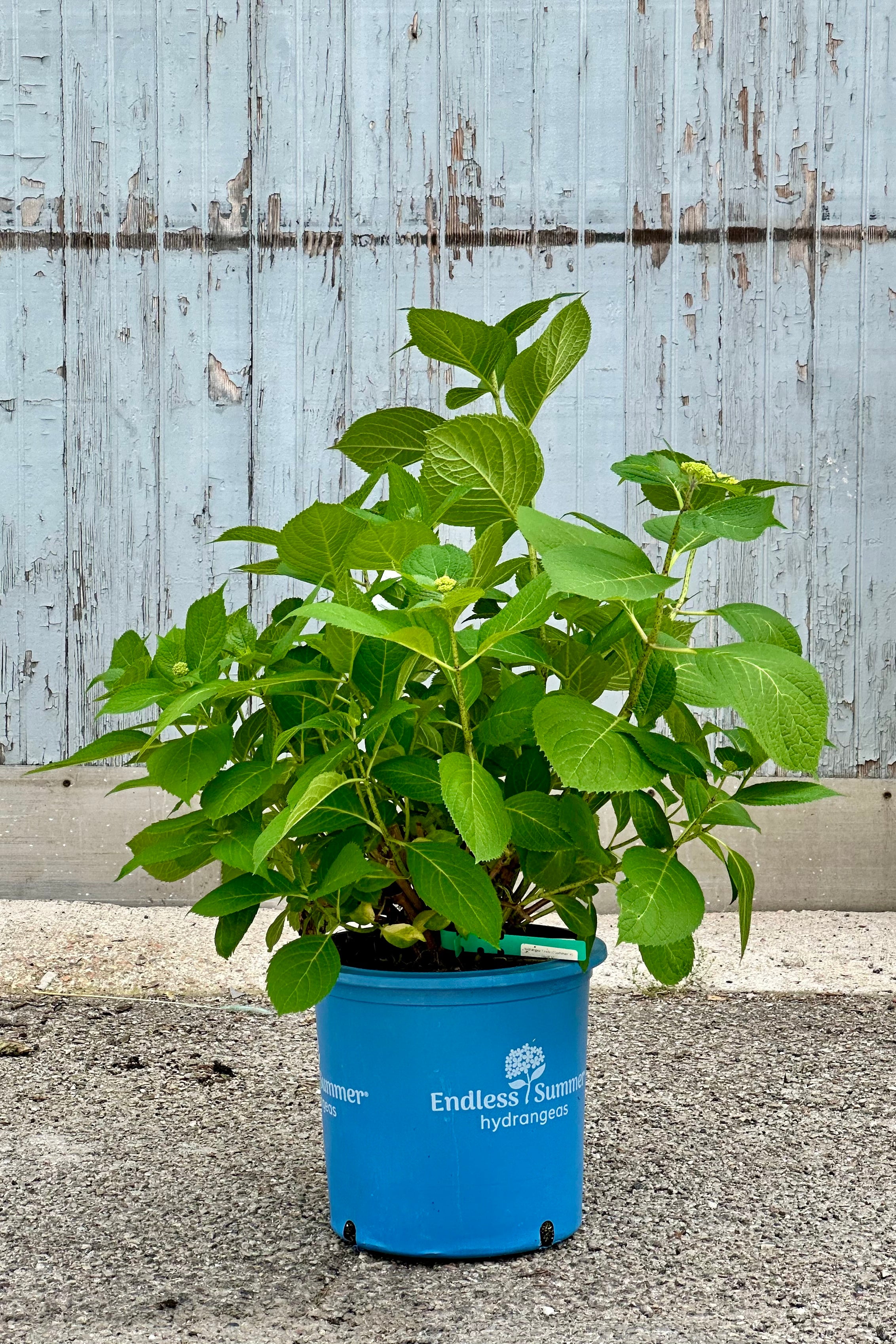 Hydrangea 'Endless Summer' in a #5 growers pot mid May before blooming in front of a wood wall.