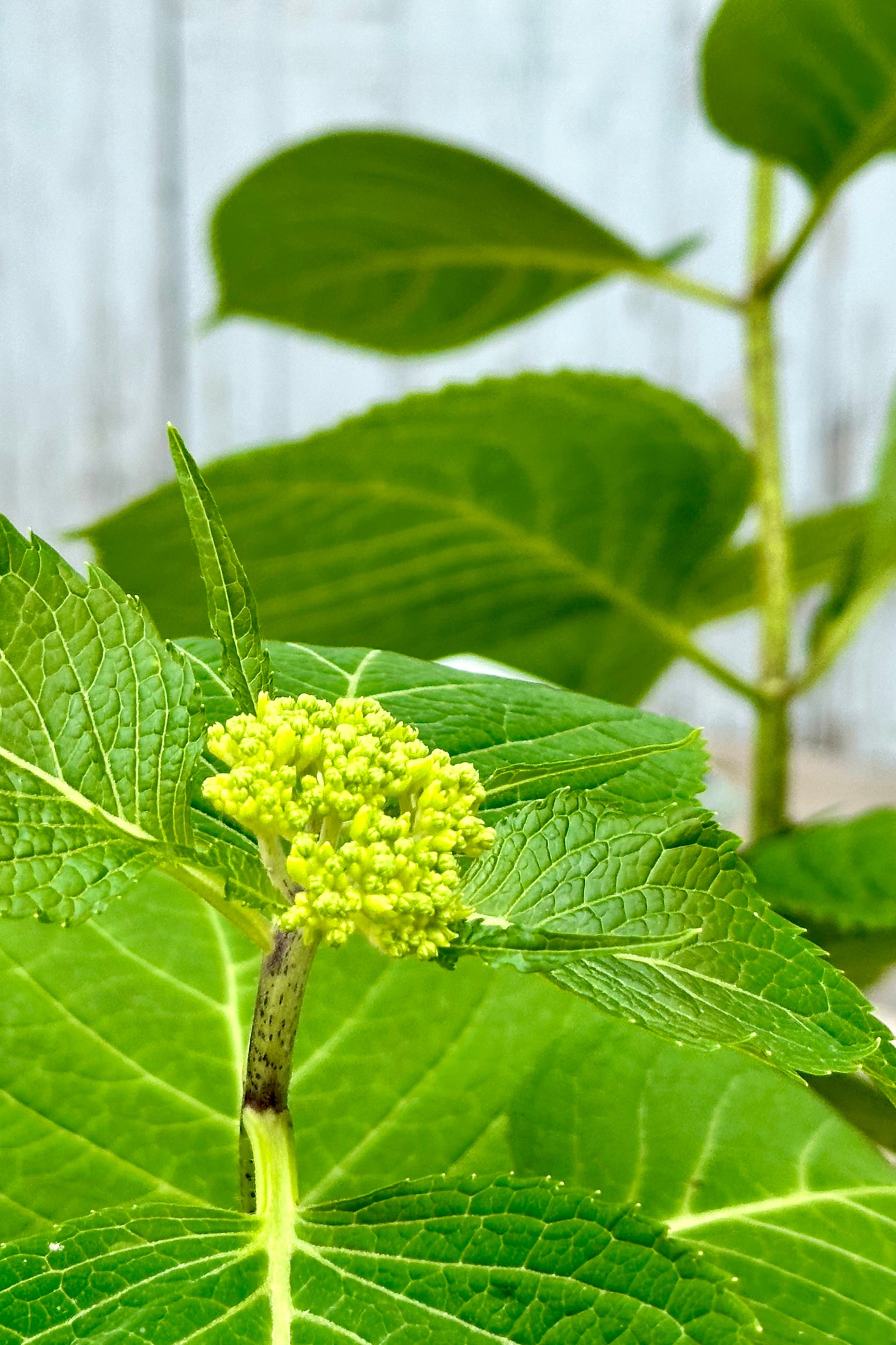 Detail of the flower buds bofore opening and the green leaves of the Hydrangea 'Endless Summer' shrub mid May ©Sprout Home