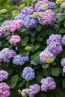 Multicolored mature Hydrangea m. 'BloomStruck' hydrangea flowers in a garden setting ©Bailey Nurseries