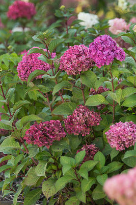 Row of Hydrangea m. 'BloomStruck' pink hydrangeas with green leaves in a garden setting. ©Bailey Nurseries