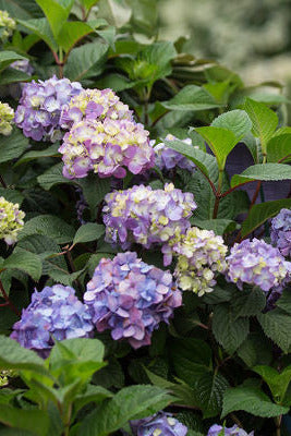 Hydrangea m. 'BloomStruck' flowers in various shades of purple, blue, and green with green leaves. ©Bailey Nurseries