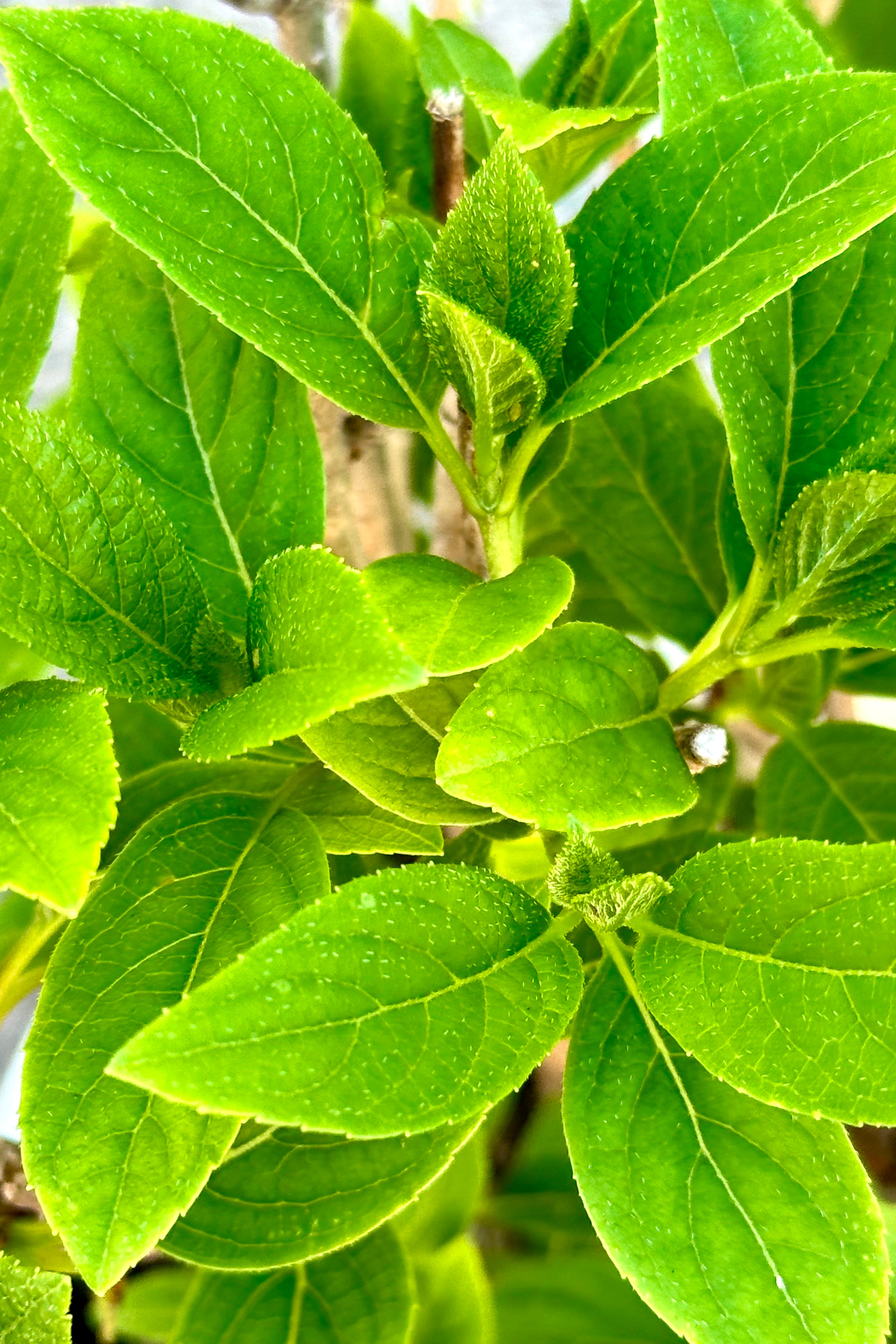 Hydrangea 'Little Quick Fire' up close shot of the ovate green leaves the end of April before flowering.