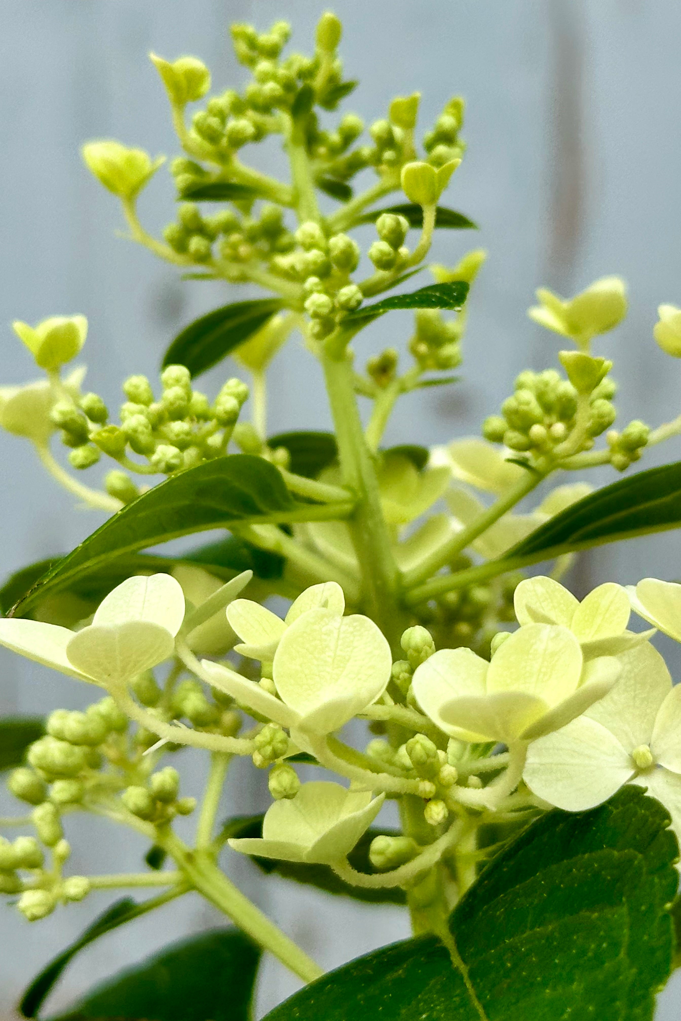 the bud and bloom of Hydrangea 'Little Quick Fire' mid June