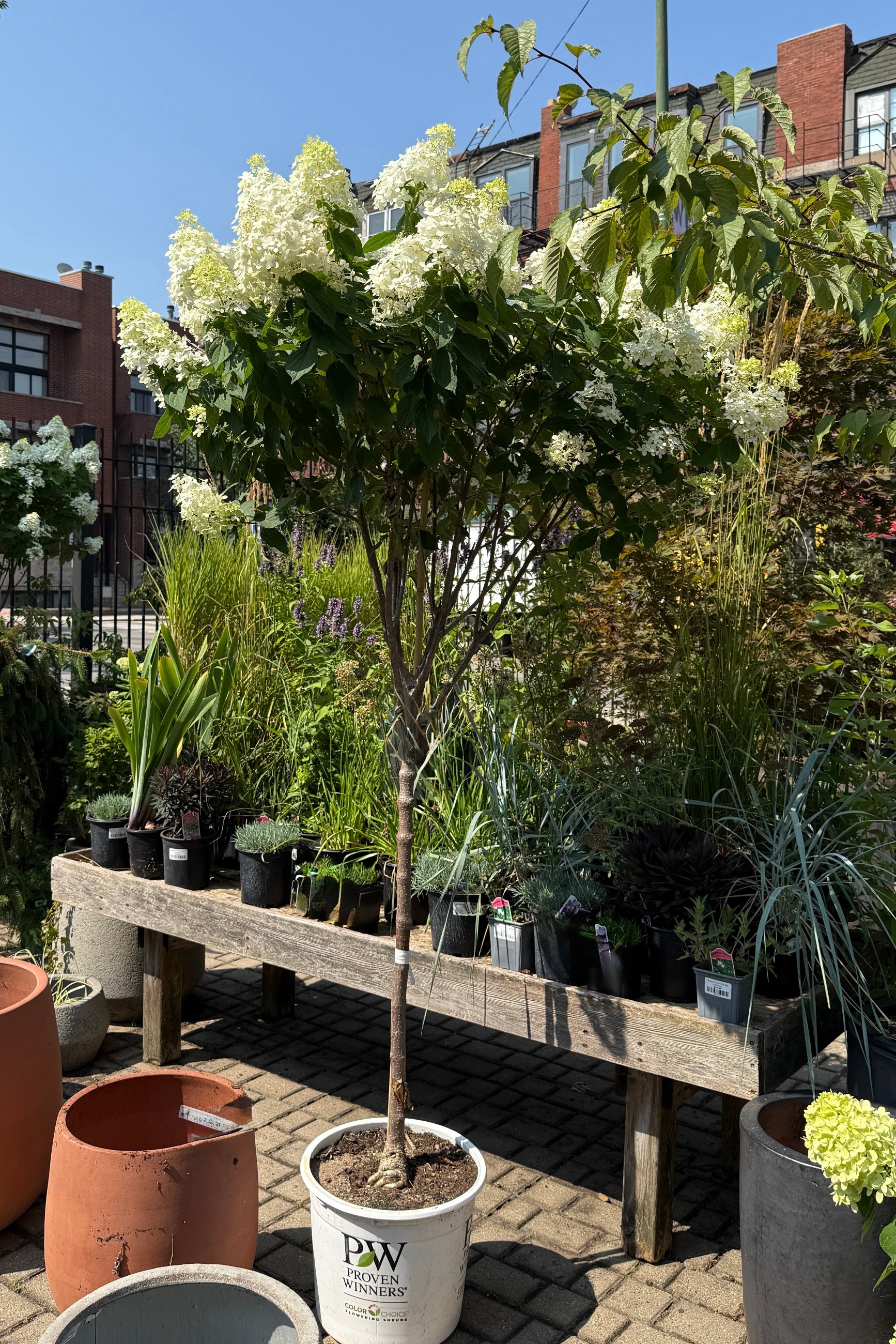 Hydrangea p. 'Limelight' Standard tree form in a #7 growers pot the beginning of August in the Sprout Home yard in full bloom ©Sprout Home