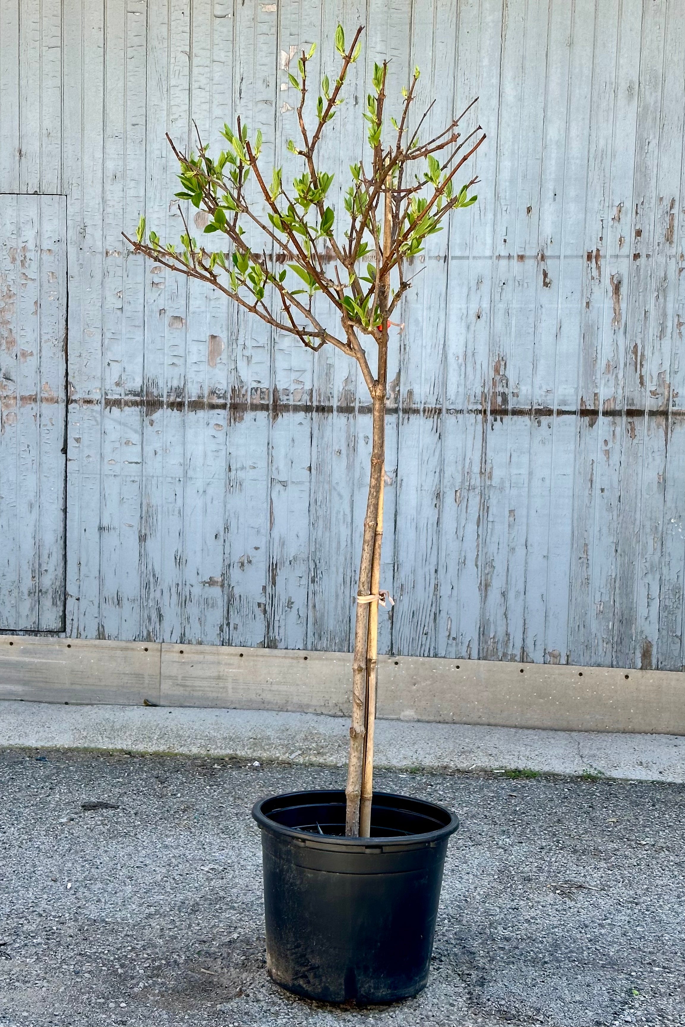 Hydrangea 'PHantom' standard tree just starting to leaf out for the season in a #10 growers pot the end of April.