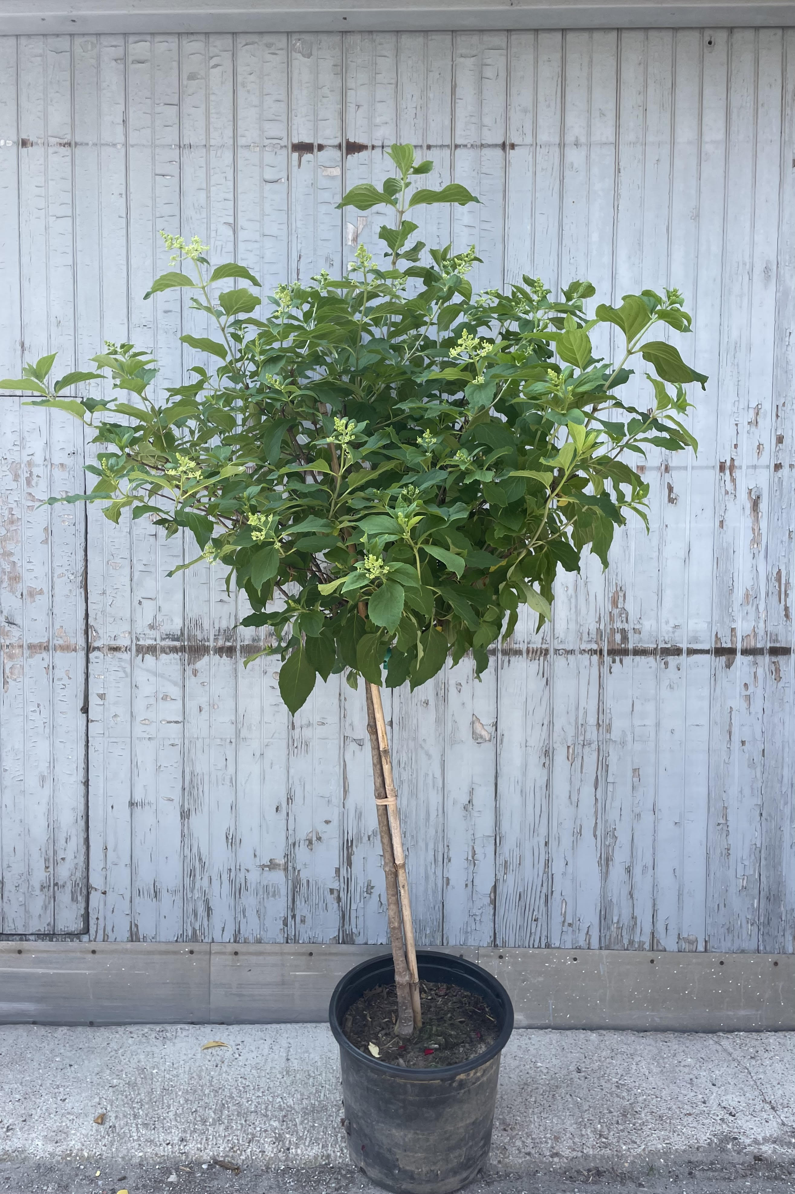 Hydrangea 'Phantom' standard tree with a full canopy of leaves and flower buds in a #10 growers pot in the middle of June.
