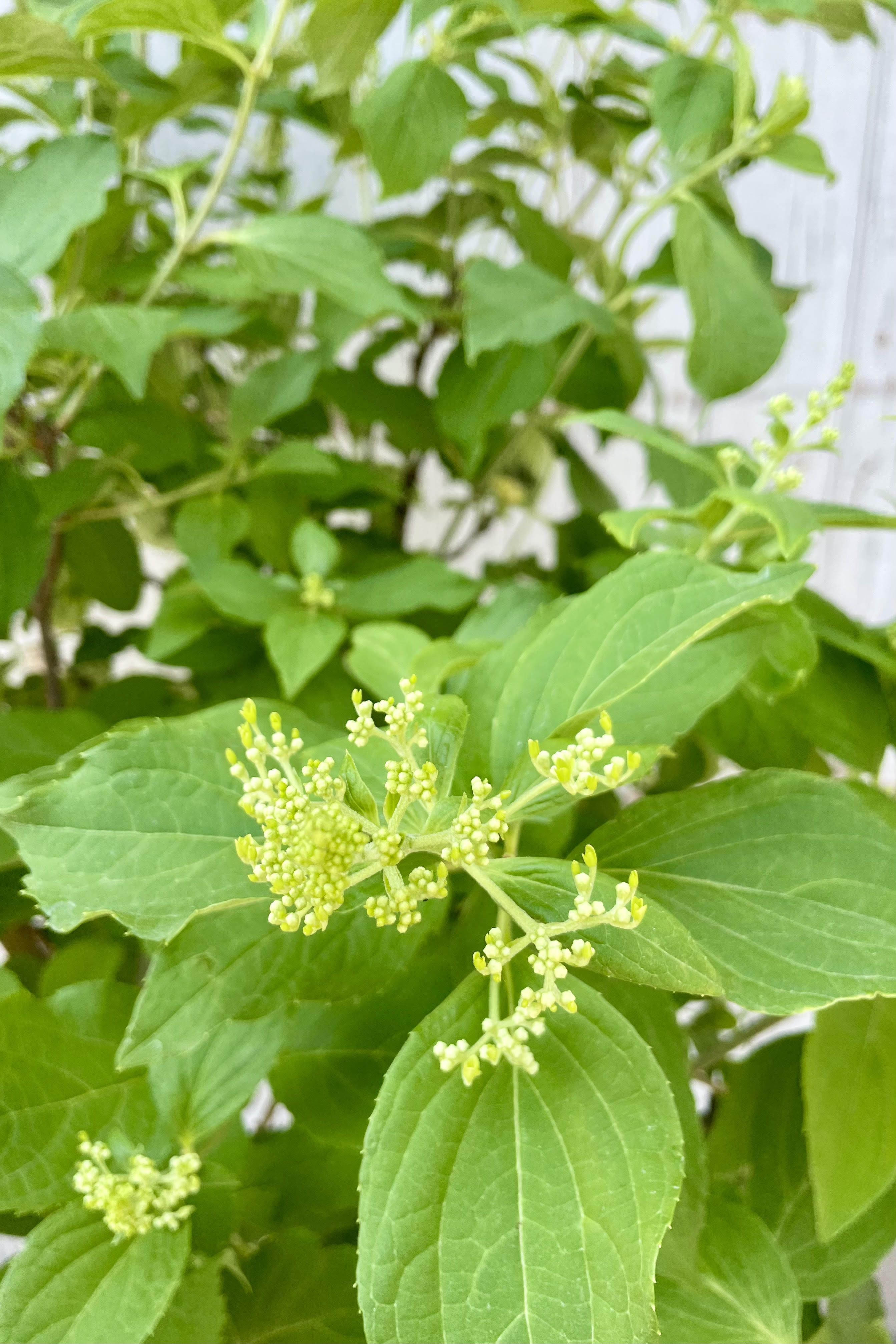 Hydrangea 'Phantom' leaves up close flower buds shown in the middle of June. Leaves are broad, bright green and flower buds are green and white.