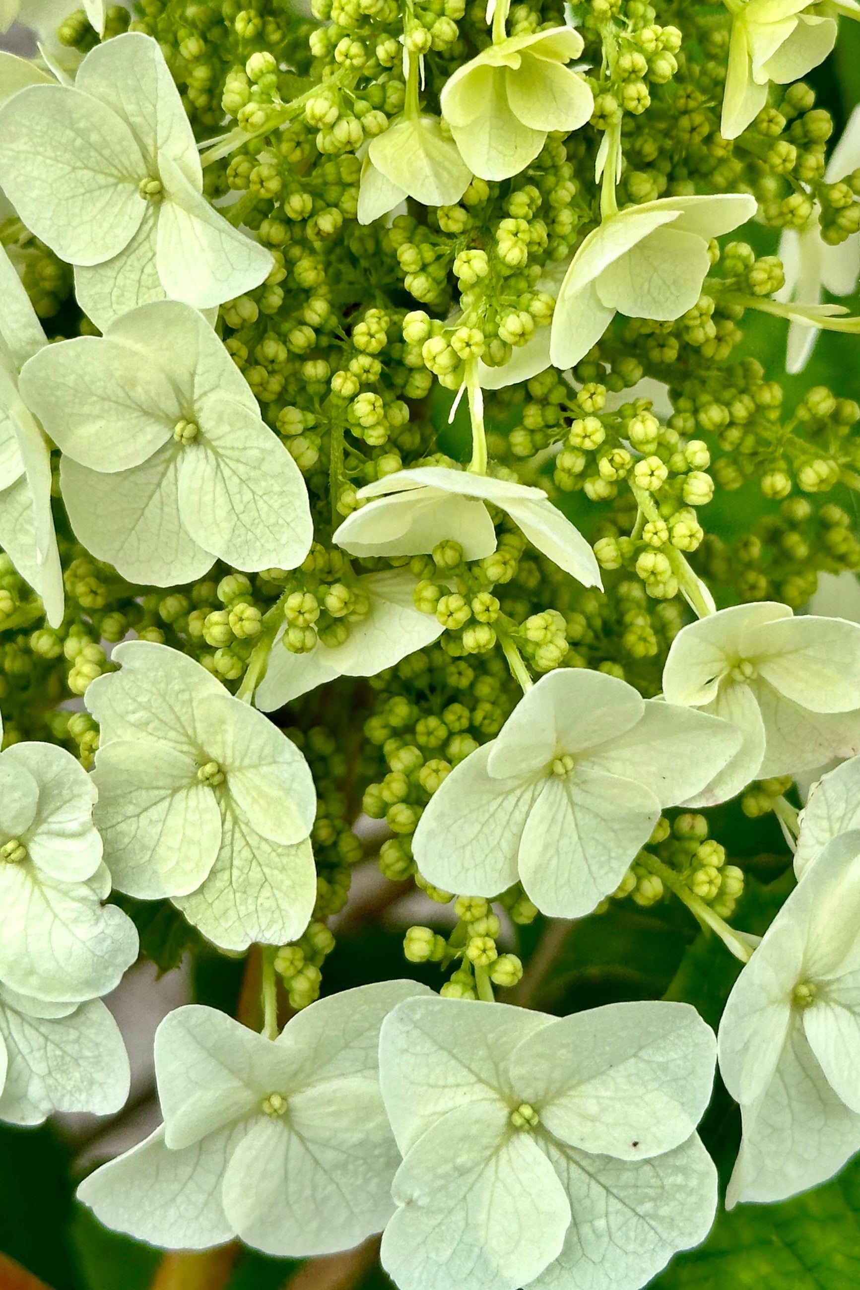 A close up of the bud and bloom of the Hydrangea 'Jetstream' the beginning of June at Sprout Home. ©Sprout Home