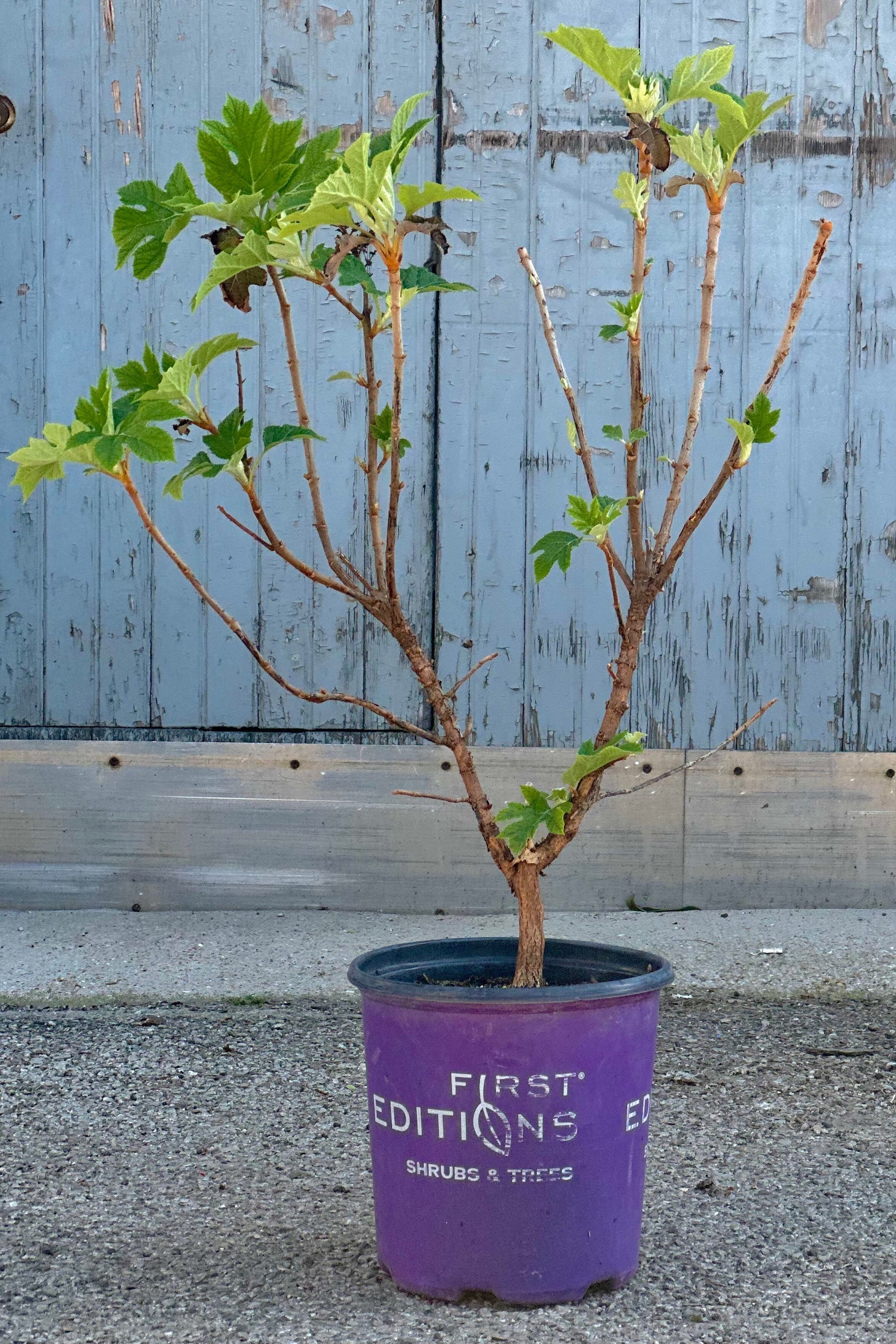 Hydrangea 'Jetstream' in a #2 growers pot the end of April with its new green leaves just starting to fill out. ©Sprout Home