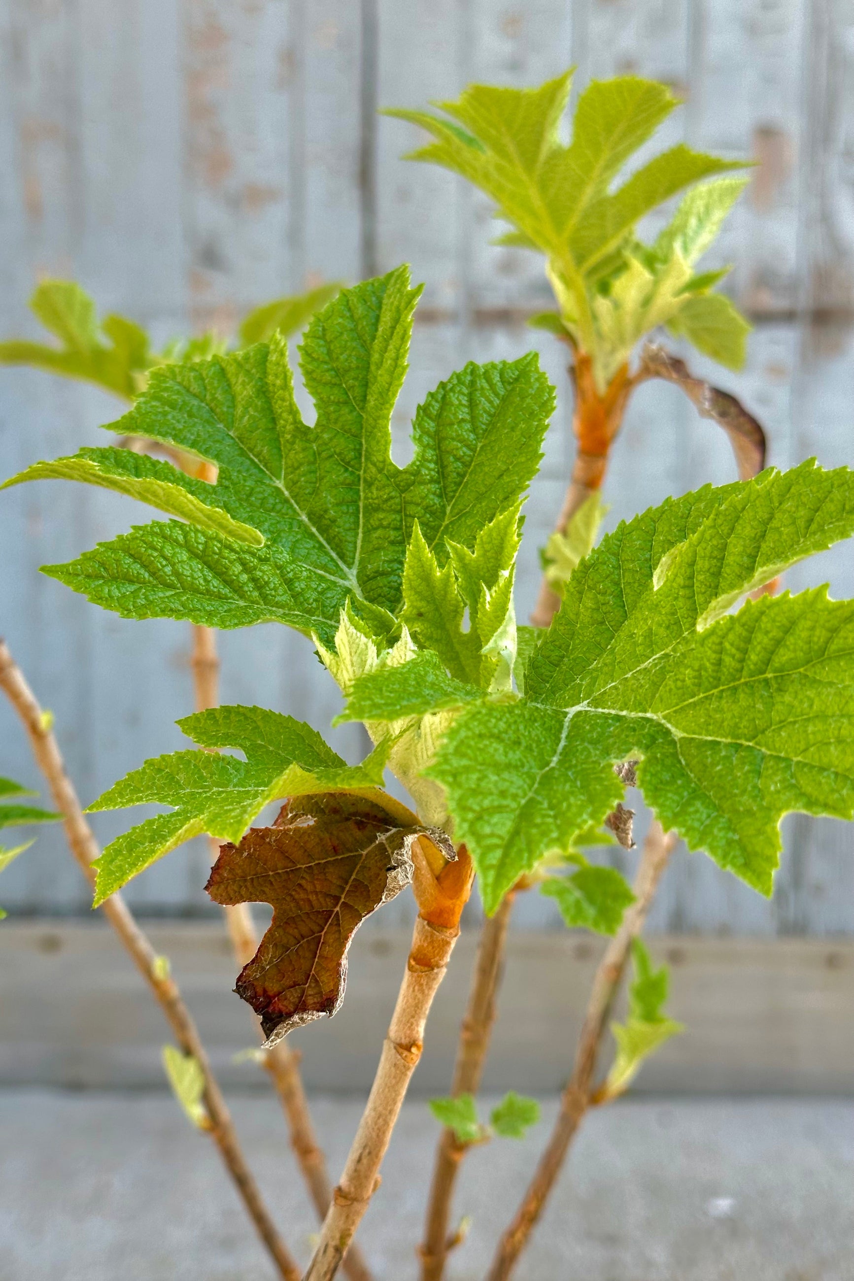 Hydrangea 'Jetstream' the end of April with its new green leaves. ©Sprout Home