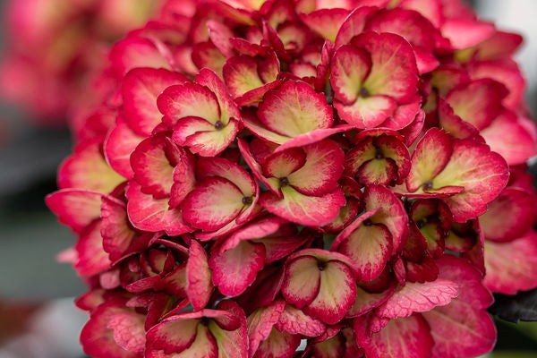 Hydrangea m. 'Eclipse' #2