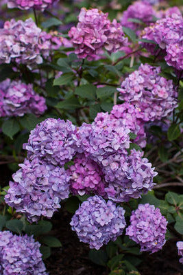 Cluster of Hydrangea m. 'BloomStruck' purple flowers with green leaves in a garden setting ©Bailey Nurseries