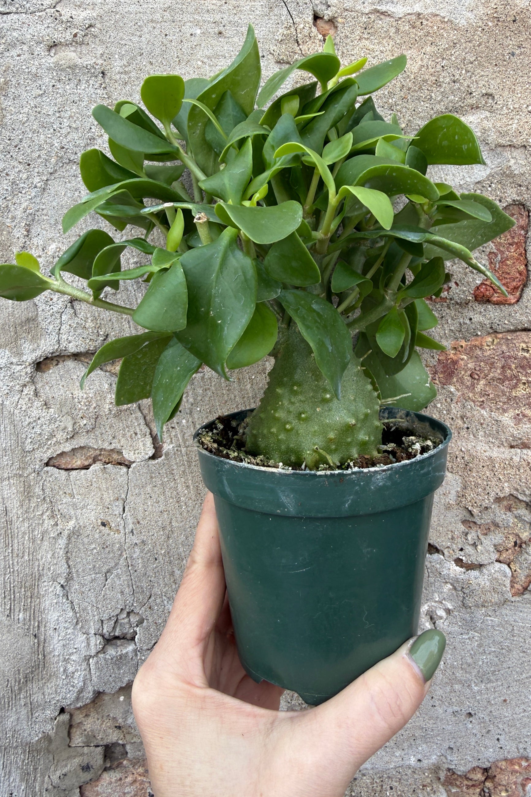 Hydnophytum plant in a 4" growers pot being held in hand at eye level against a concrete wall ©Sprout Home
