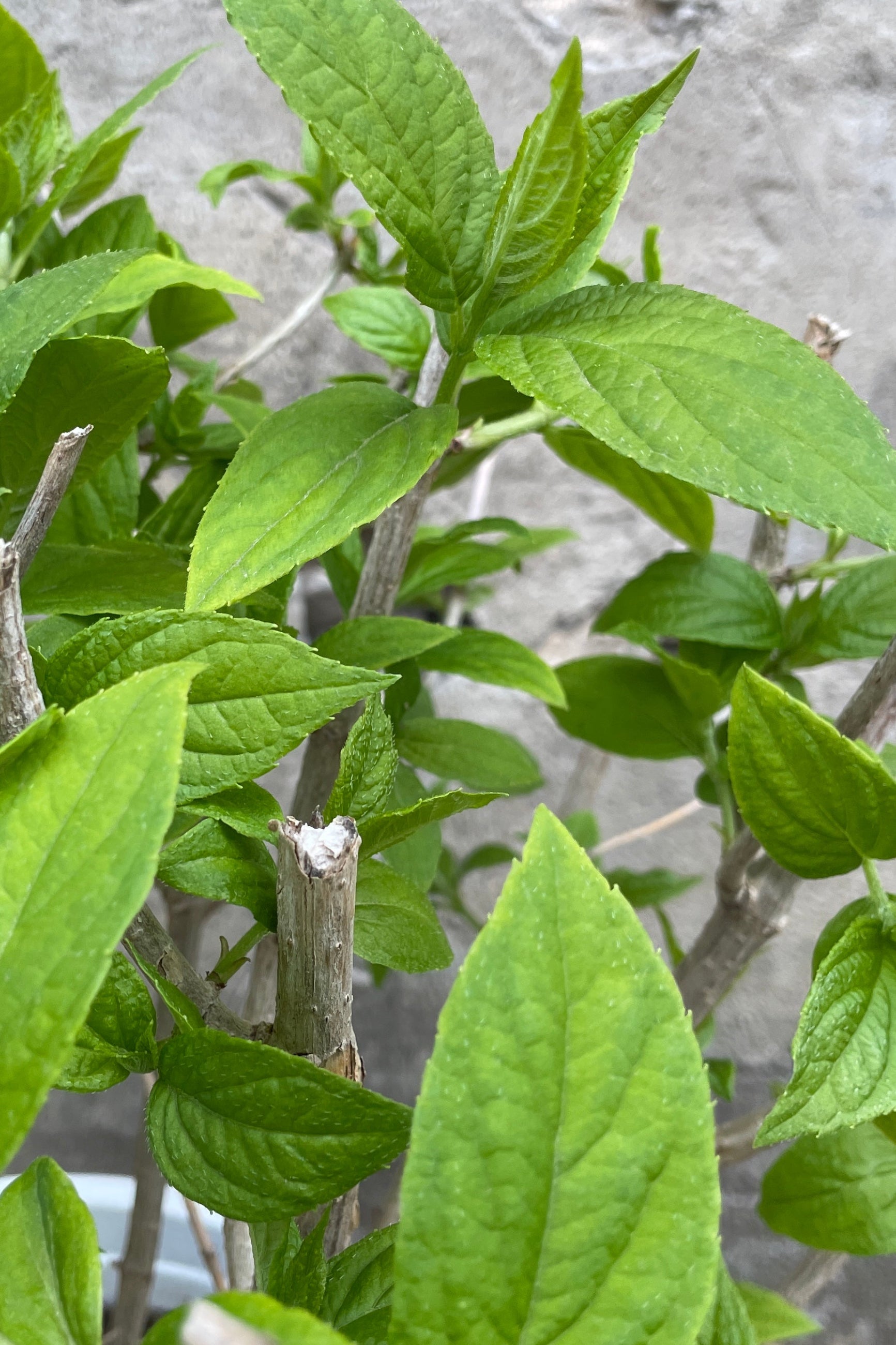 The Hydrangea 'Limelight' detail of the bright green leaves well before budding the end of April. ©Sprout Home