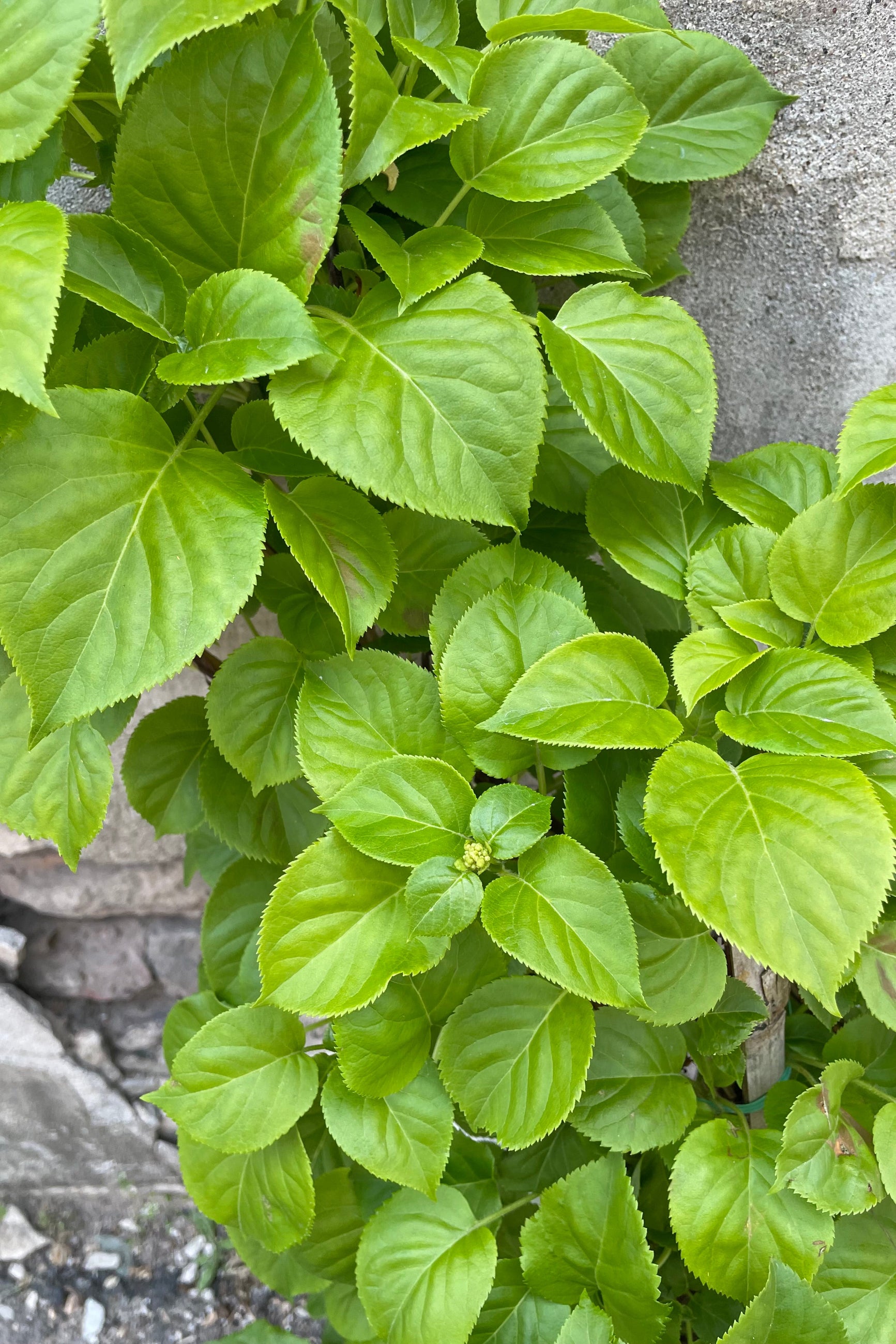 A close of the light green leaves of the Hydrangea petiolaris just starting to bud middle of May ©Sprout Home