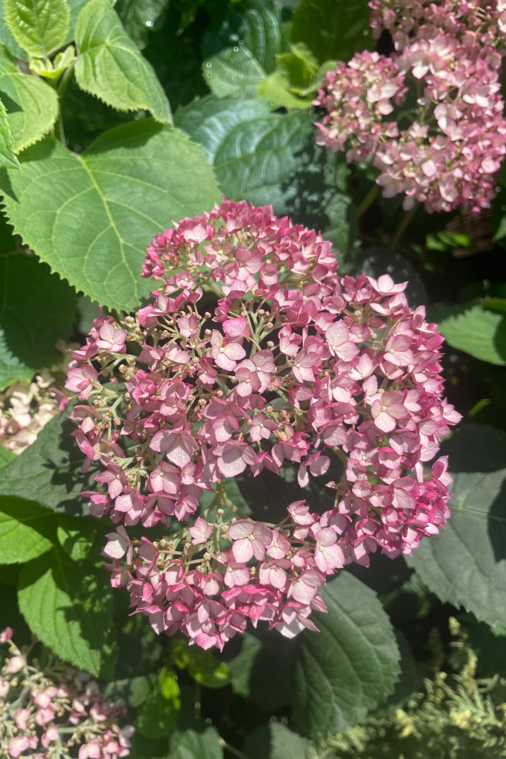 Photo of a cluster of small mauve pink Hydrangea flowers in front of green leaves in mid June ©Sprout Home