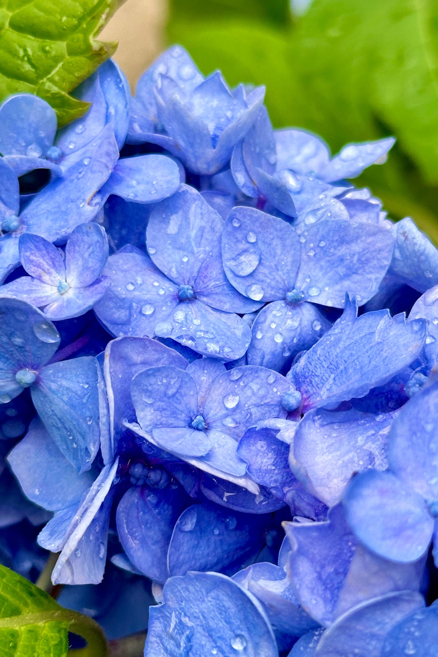 A close up of the Hydrangea 'Endless Summer' bloom in blue mid to late June at Sprout Home ©Sprout Home