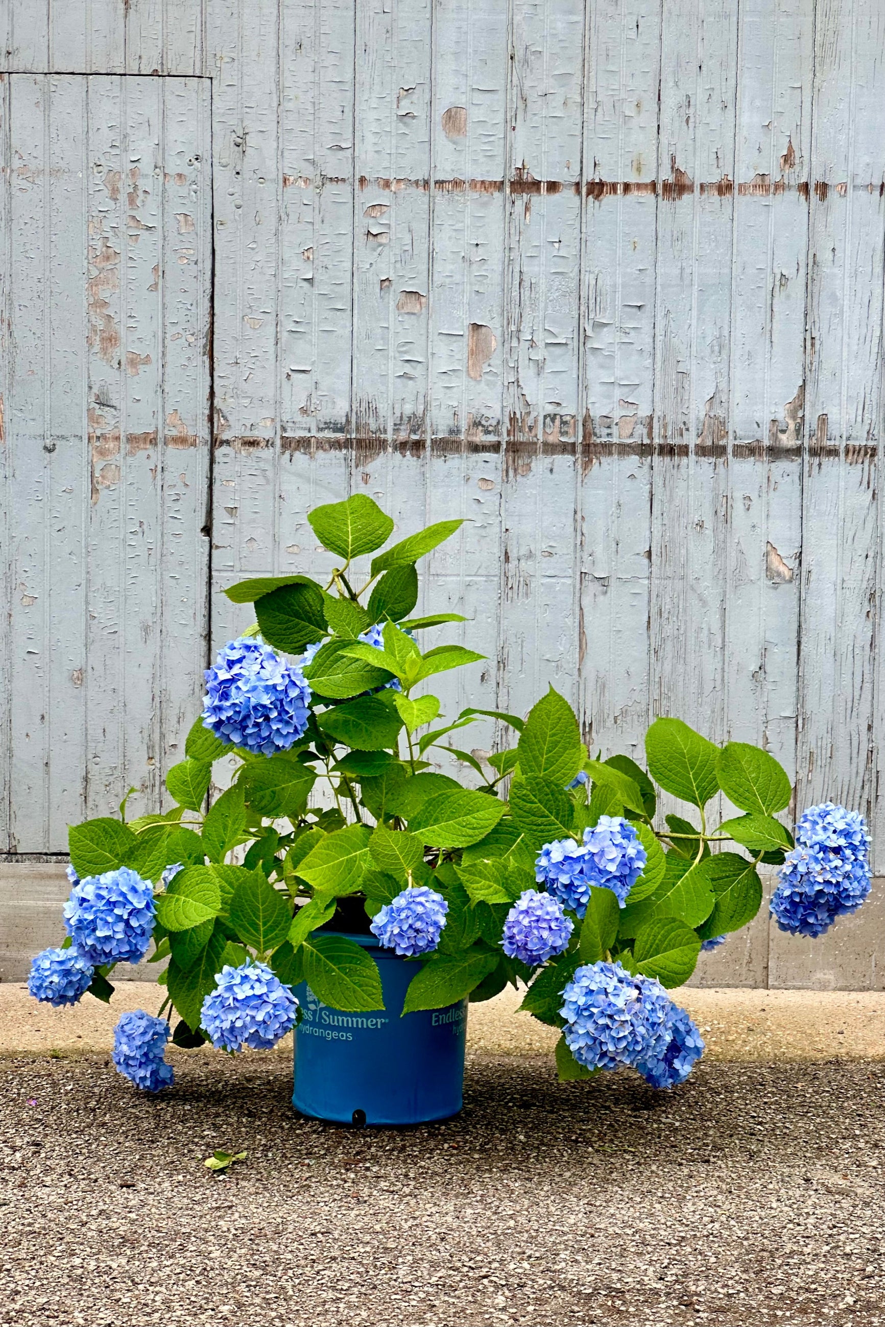 Hydrangea 'Endless Summer' in full bloom mid to late June in a blue colored flower. Potted in a #3 growers pot. ©Sprout Home