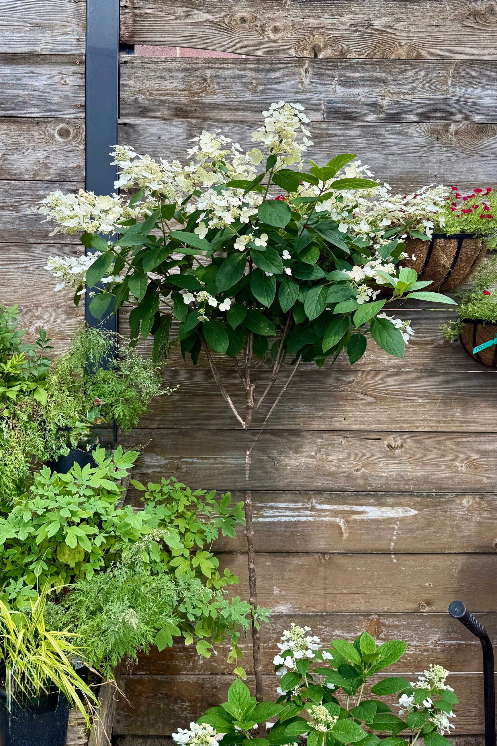 Hydrangea tree 'Quick Fire' against a wooden wall in July in full bloom ©Sprout Home