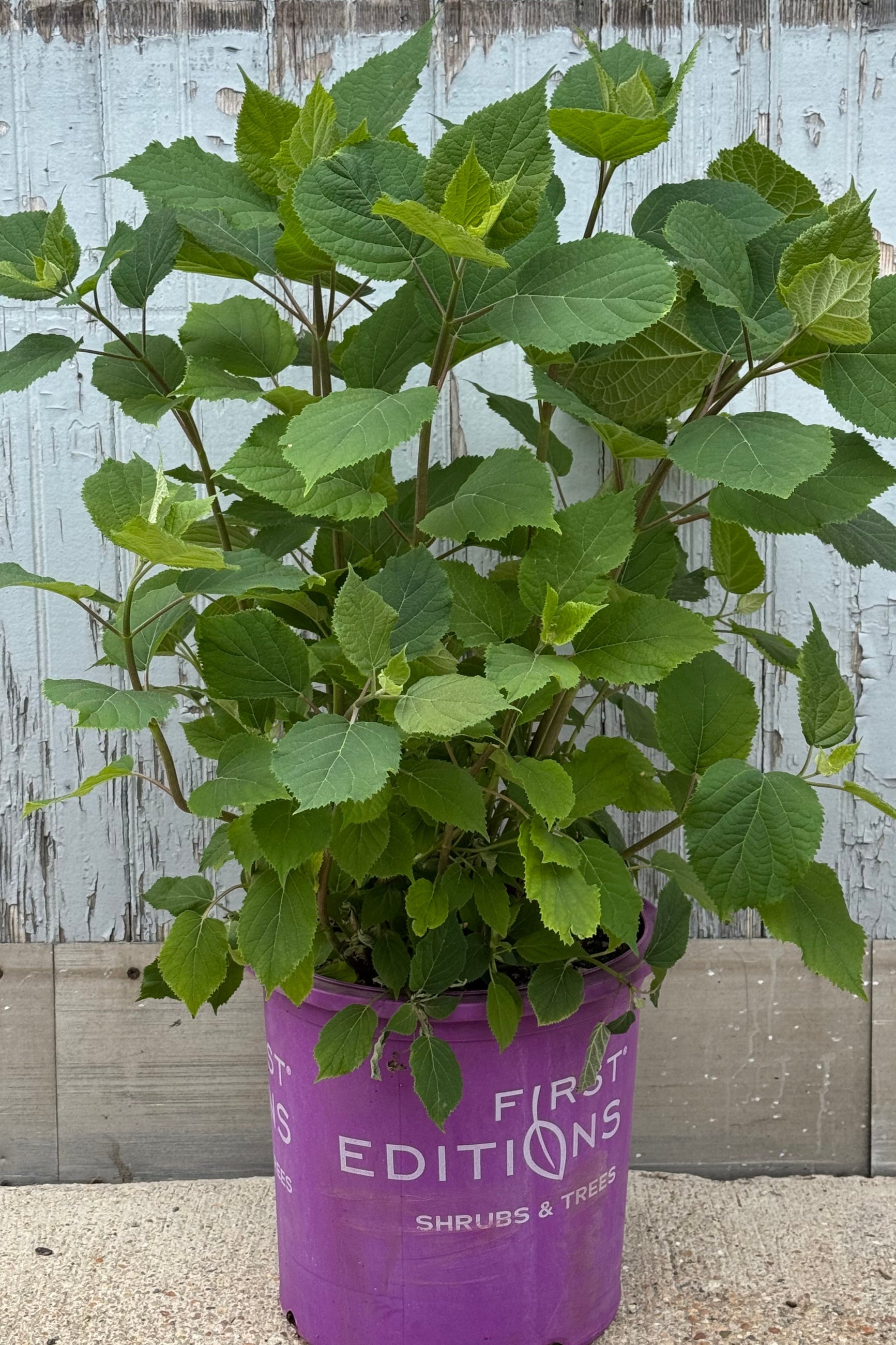 Hydrangea 'Flowerfull' showing full foliage in mid May. Shown in a purple pot in front of a gray wall. © Sprout Home