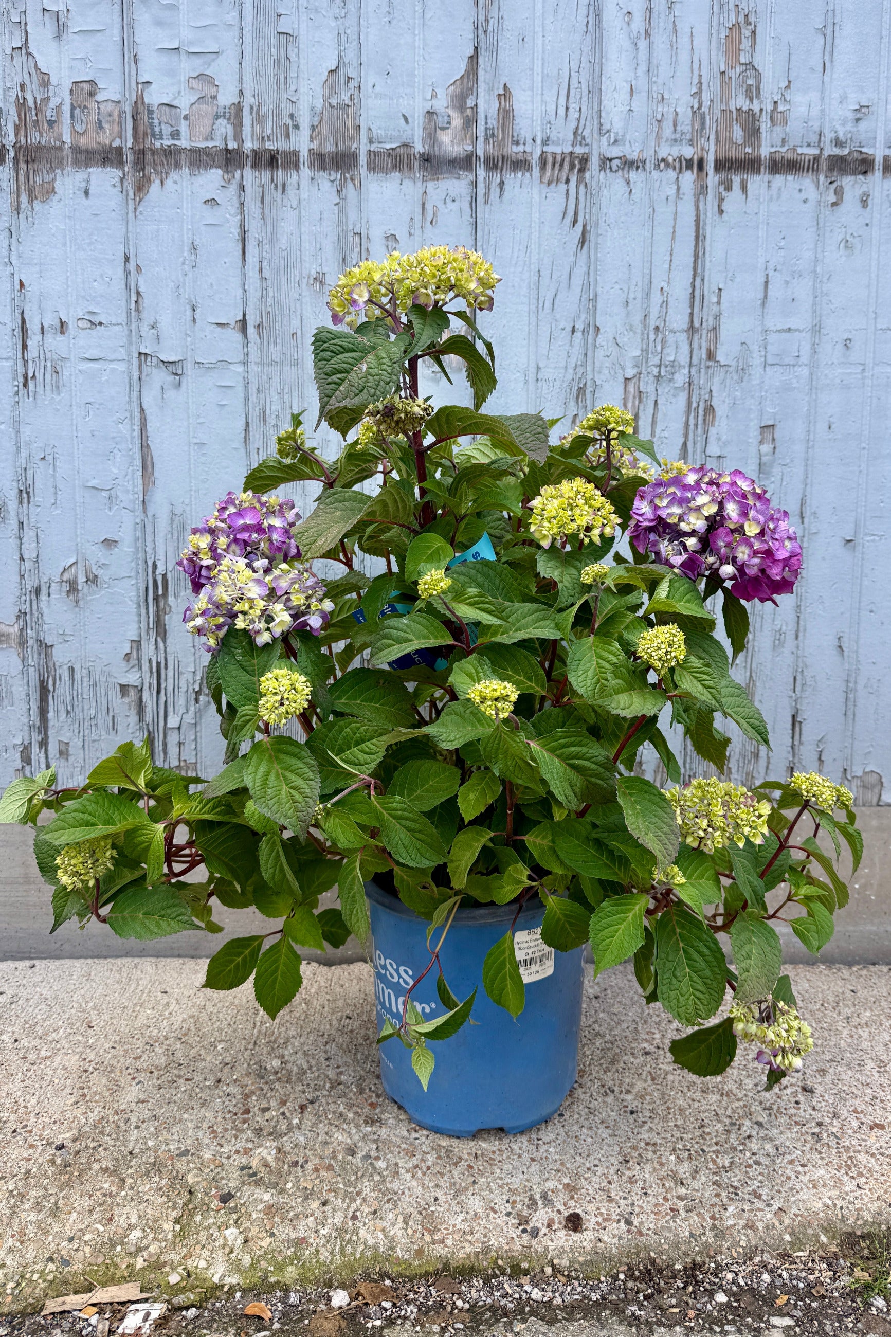 Hydrangea m. 'BloomStruck' in a #2 growers pot, in bud and bloom the end of June ©Sprout Home