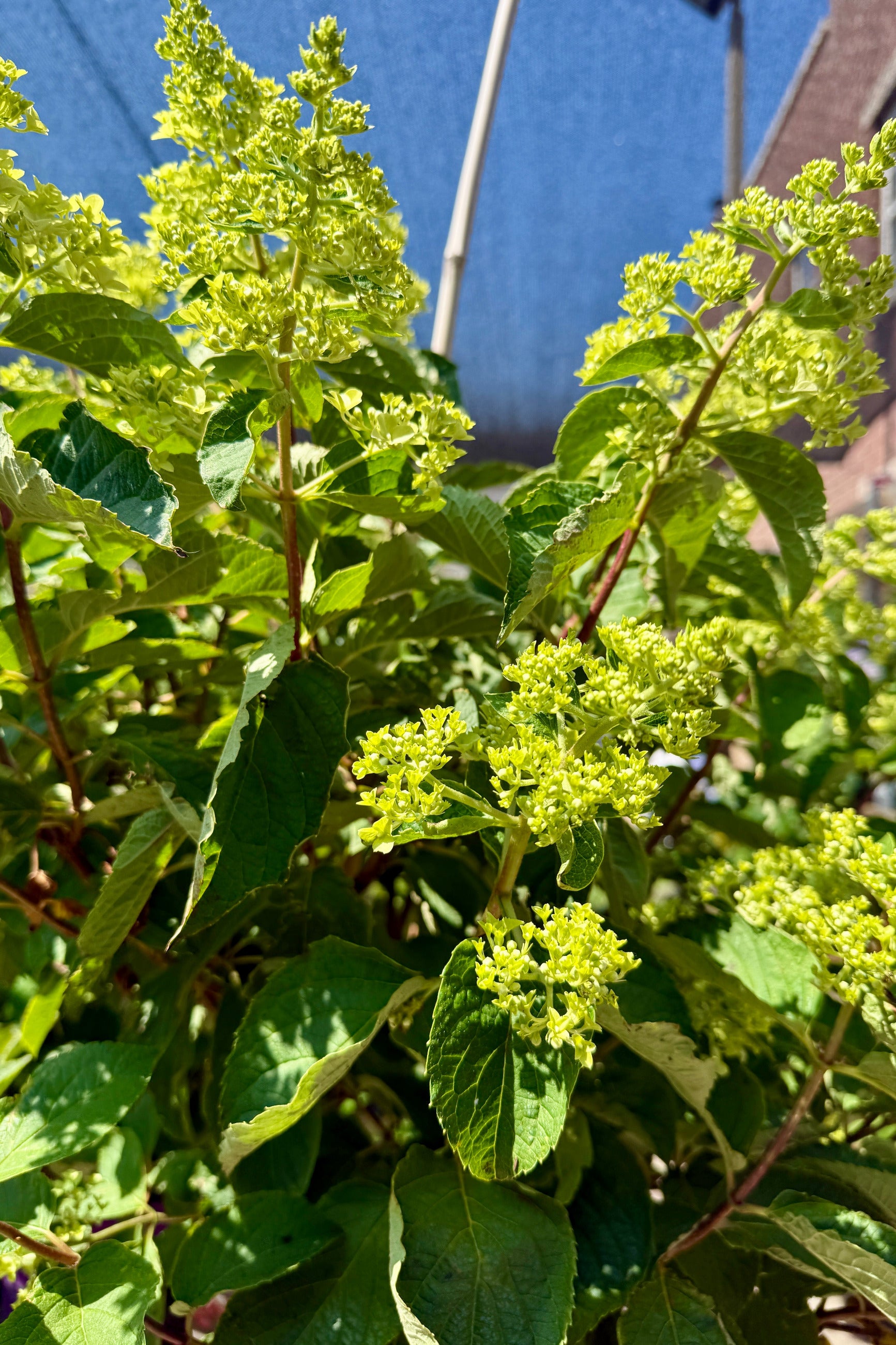 Hydrangea p. 'Berry White' tree form standard #7 in bud stage prior to blooming the beginning of July ©Sprout Home