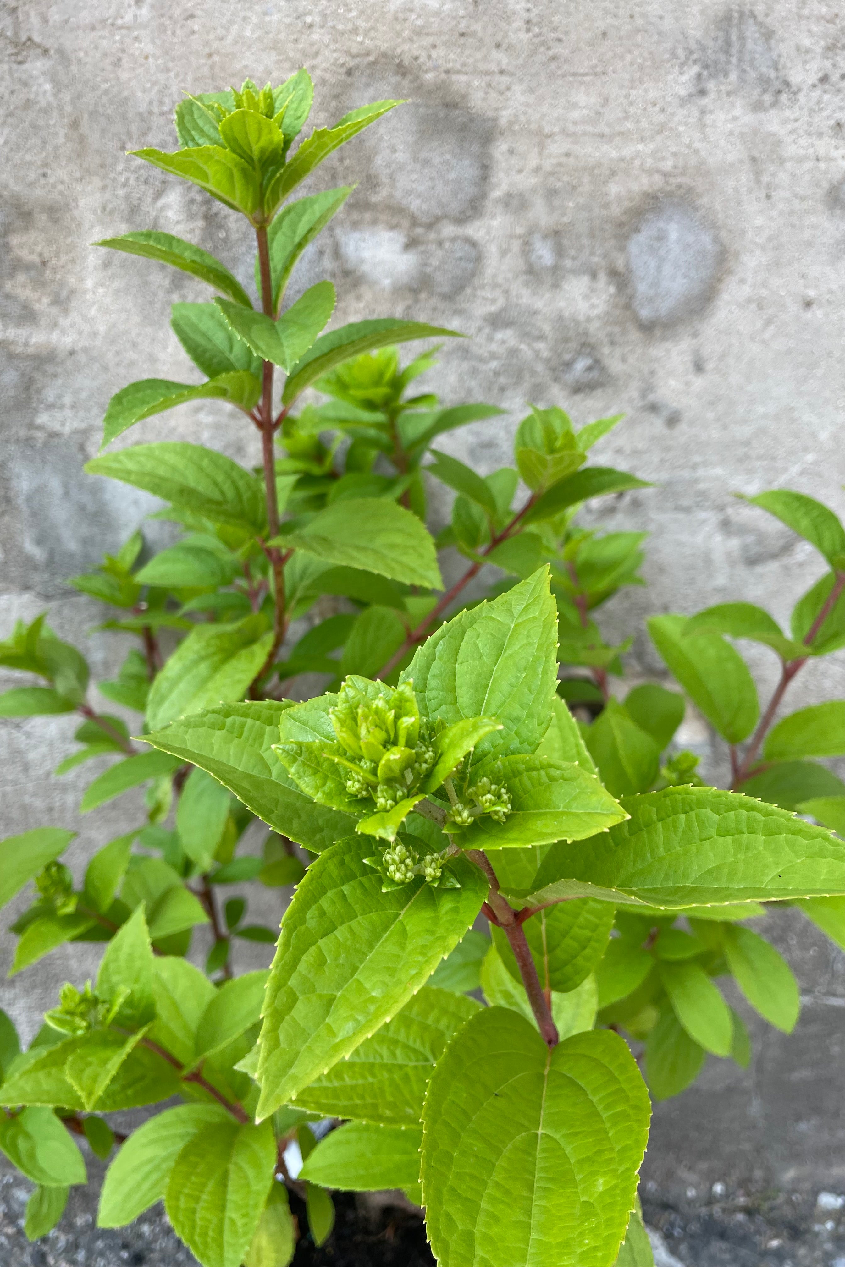 A detail shot of the green leaves and buds of the Hydrangea 'Moonrock' middle of June.