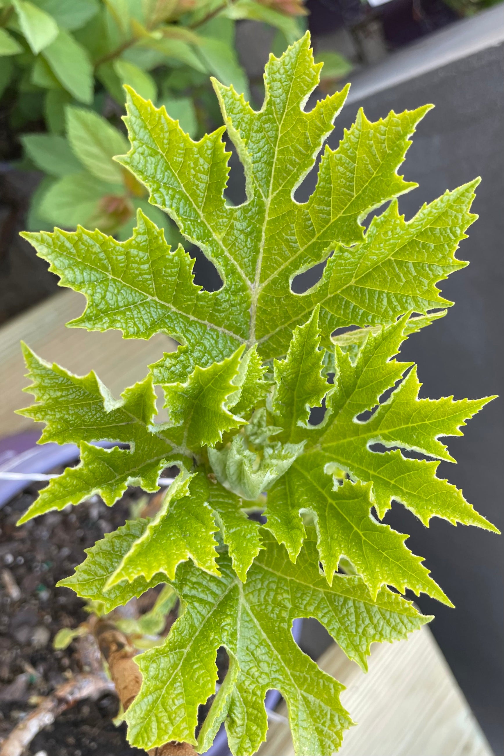 Detail picture of the new spring green leaves of the Hydrangea 'Jetstream' the end of April. ©Sprout Home