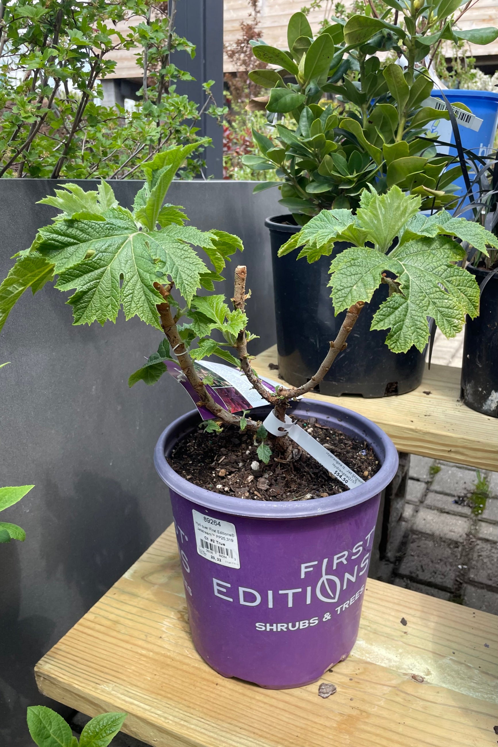 Hydrangea 'Jetstream' in a #3 growers pot the beginning of May starting to hit its stride with pushing out its green leathery leaves. ©Sprout Home