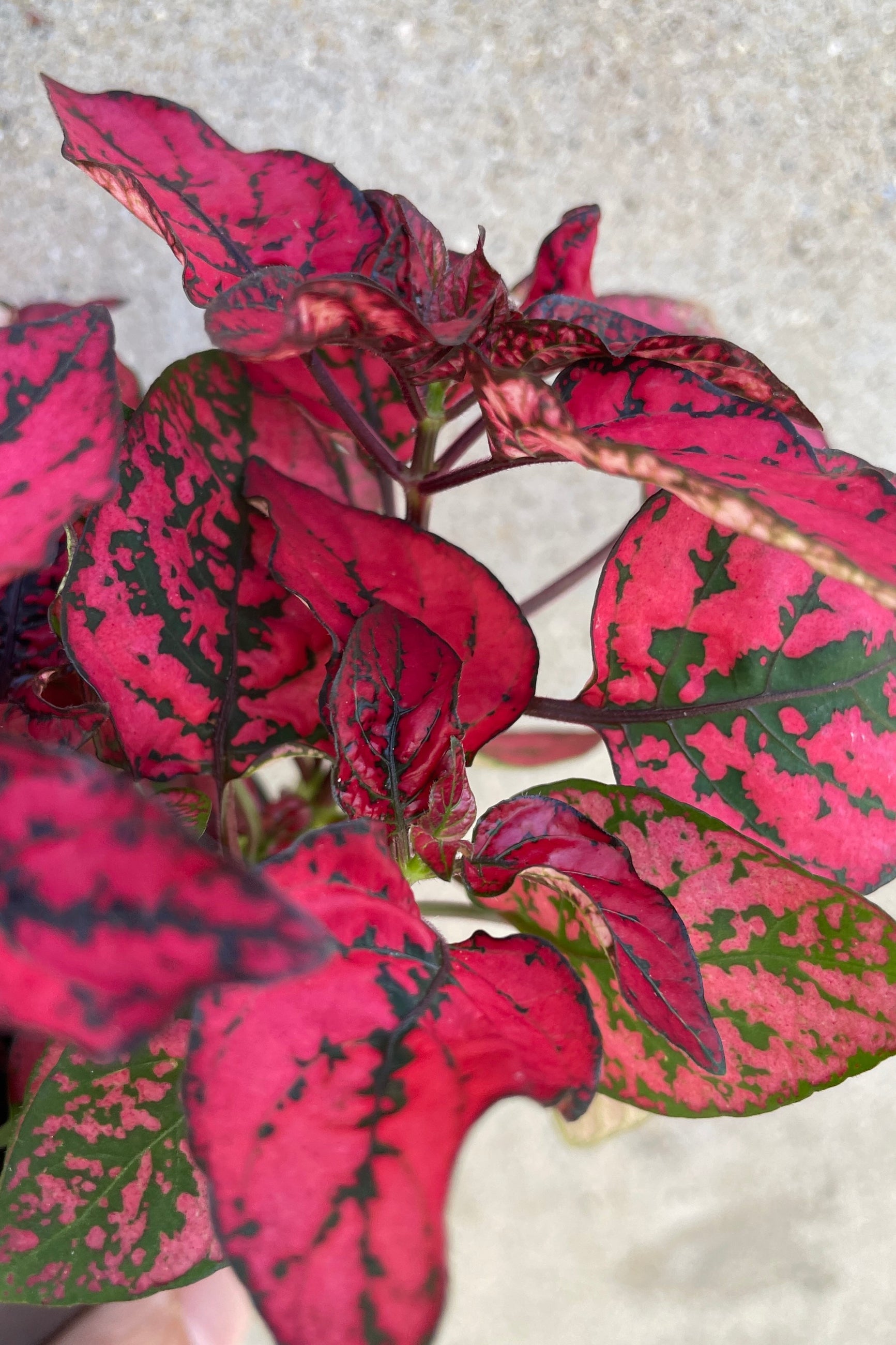 A red Hypoestes "Polka Dot" plant up close showing the red and green marbled leaves. ©Sprout Home